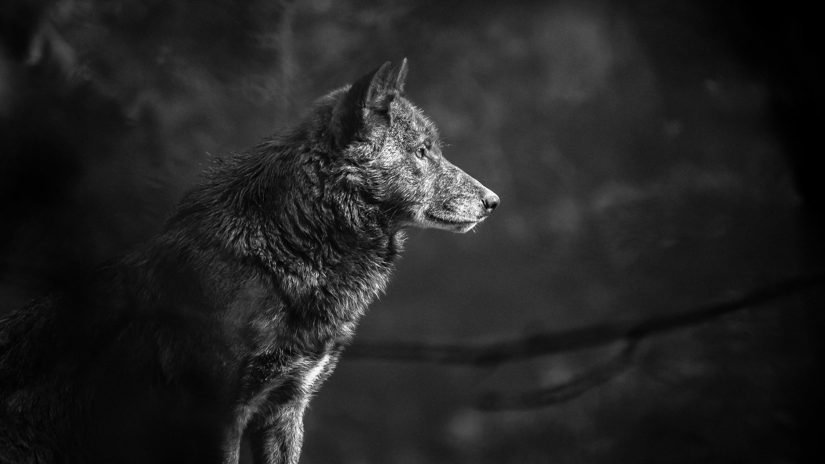 Featured image of post Wallpaper Black And Red Wolf Download share or upload your own one