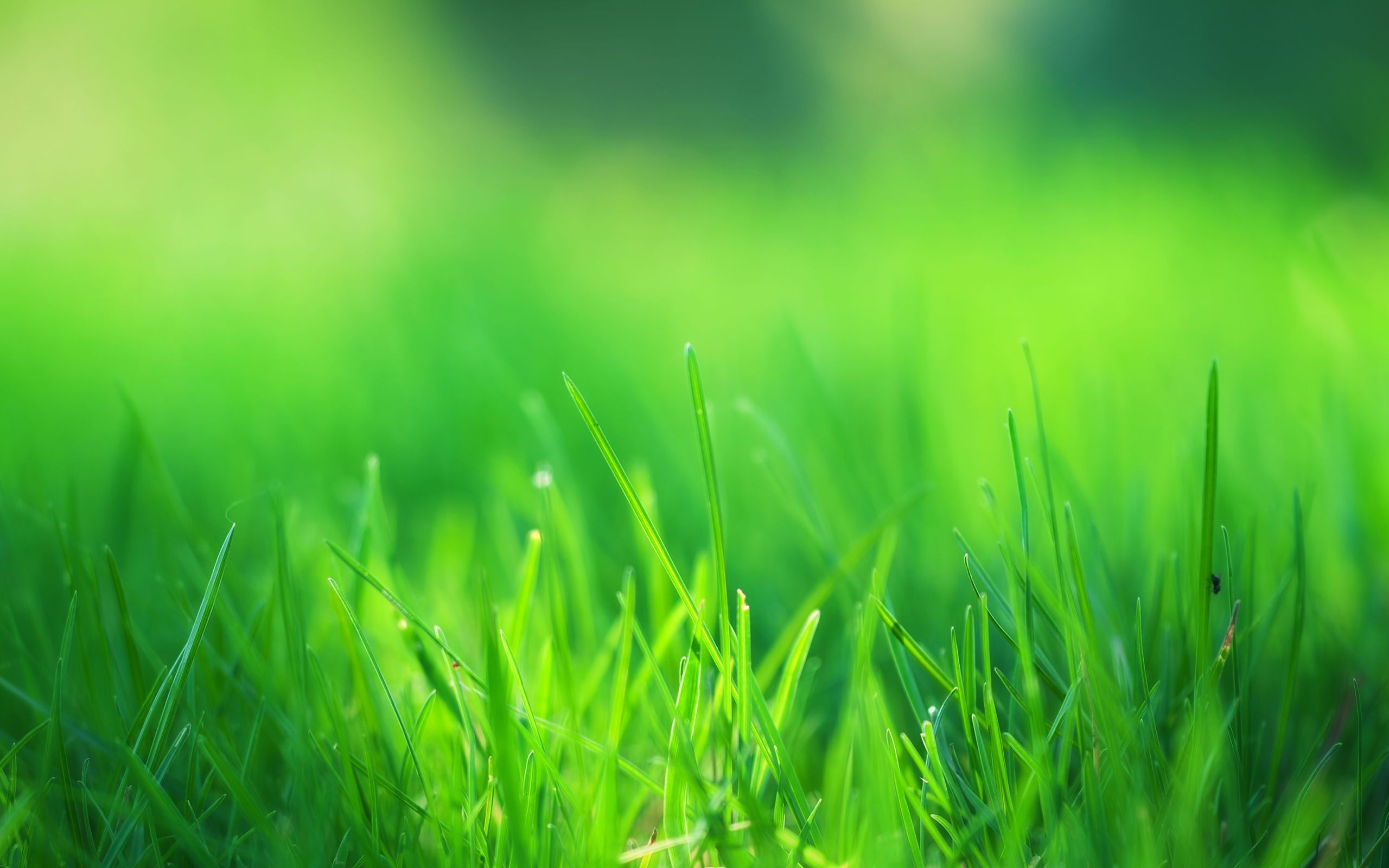 Hình nền máy tính cỏ xanh thẩm mỹ tạo sự cân bằng và hài hòa cho màn hình thiết bị của bạn. Hãy tìm kiếm ngay hình ảnh nền đẹp, tuyệt vời và hoàn toàn miễn phí đến từ trang web của chúng tôi.