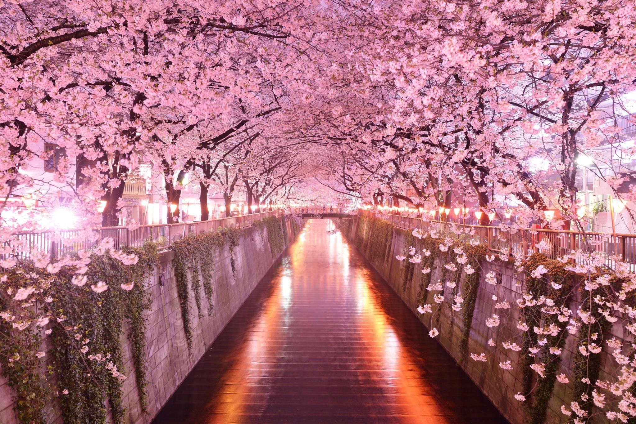 Anime Boy Cherry Blossom 4K wallpaper download