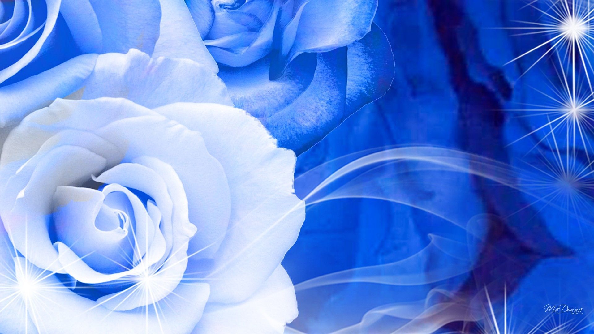 Blue and White Rose Wallpapers on WallpaperDog