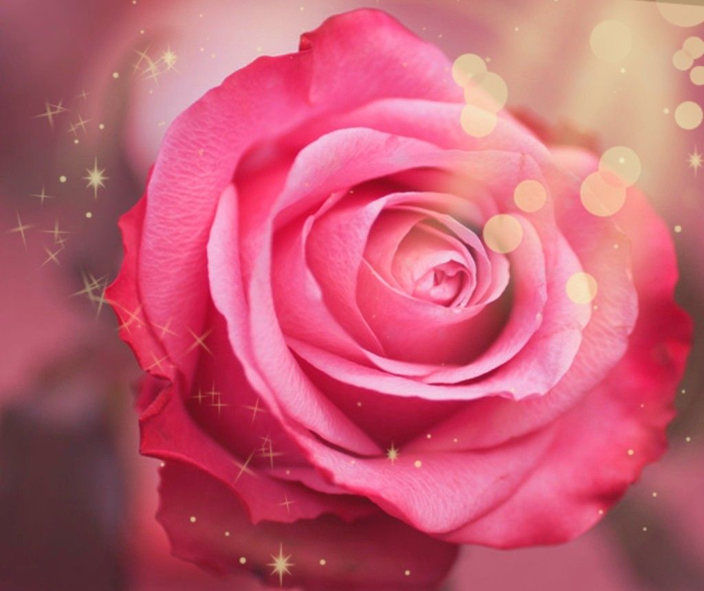 Pink Rose Glitter Wallpapers on WallpaperDog