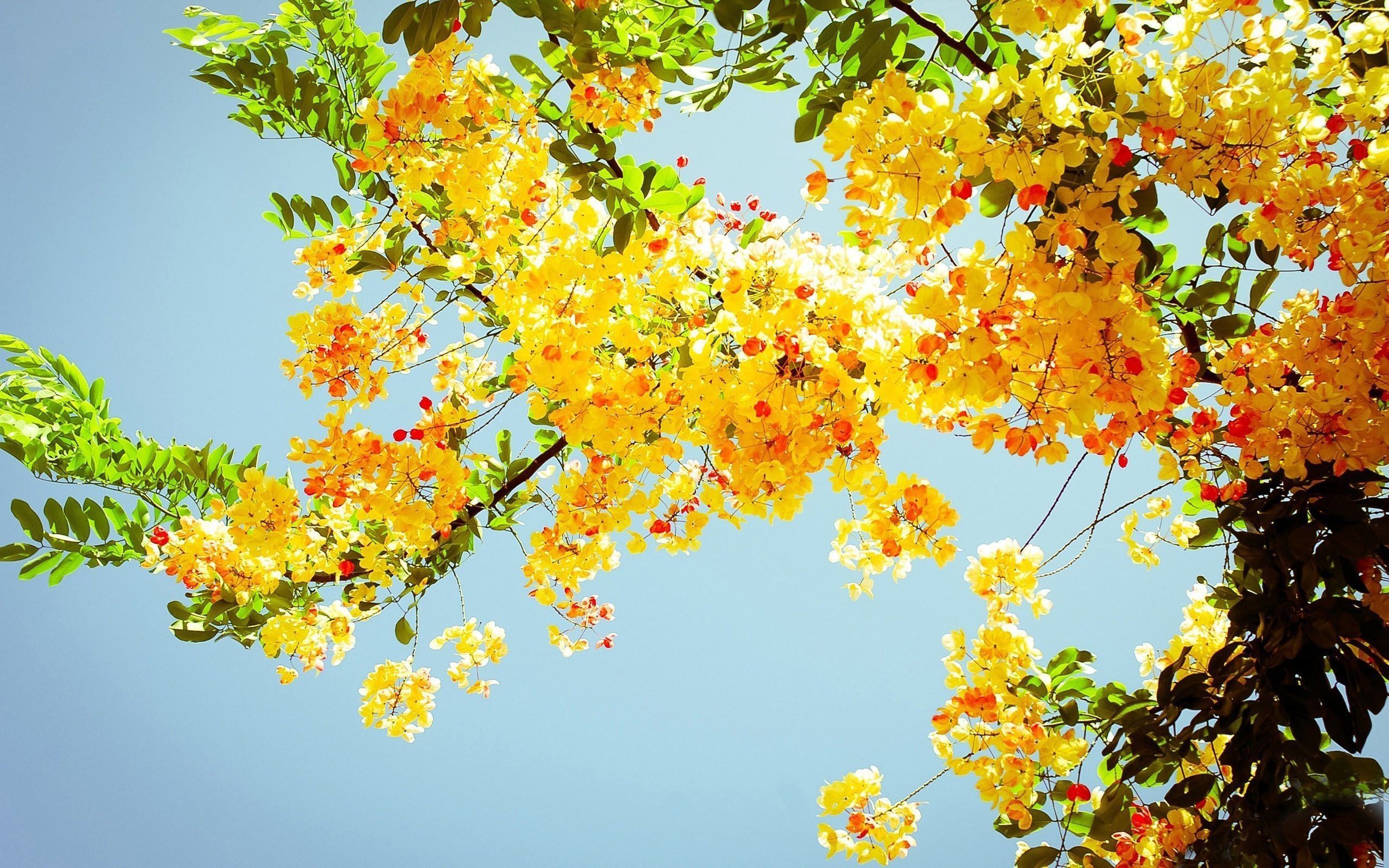 HD wallpaper: yellow, flower, jeju, nari, landscape, beauty in nature, sky