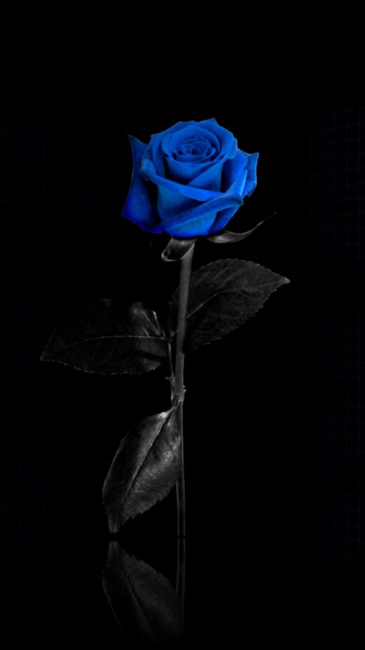 Blue Roses iPhone Wallpapers on WallpaperDog