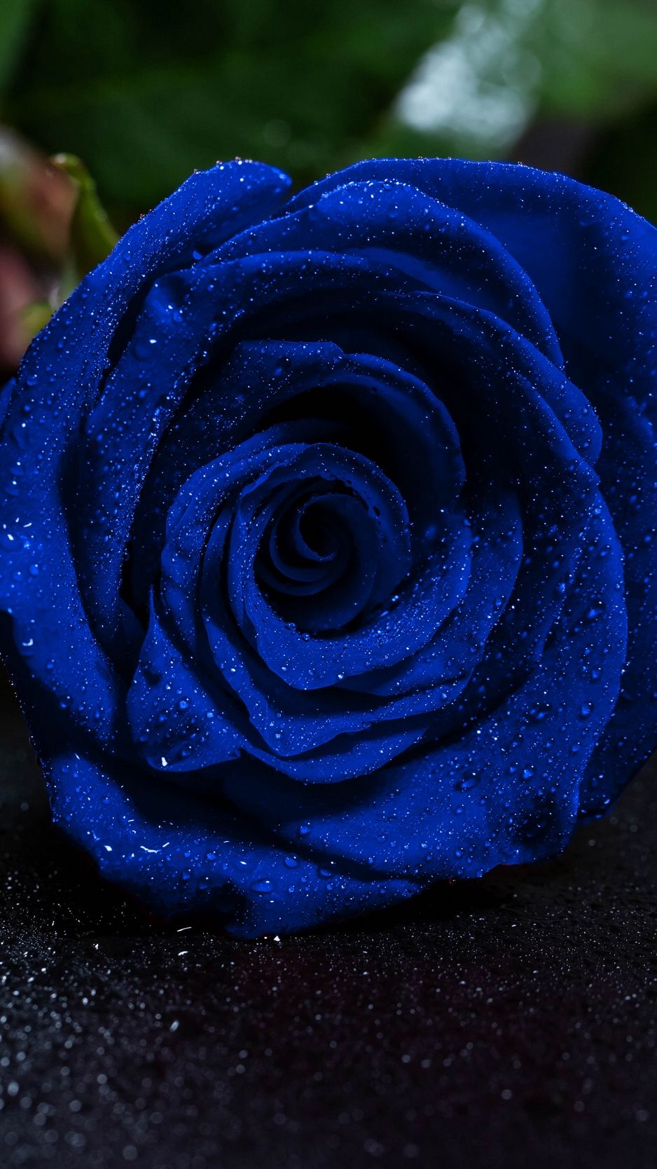 Light Blue  Rose Wallpaper Download  MobCup