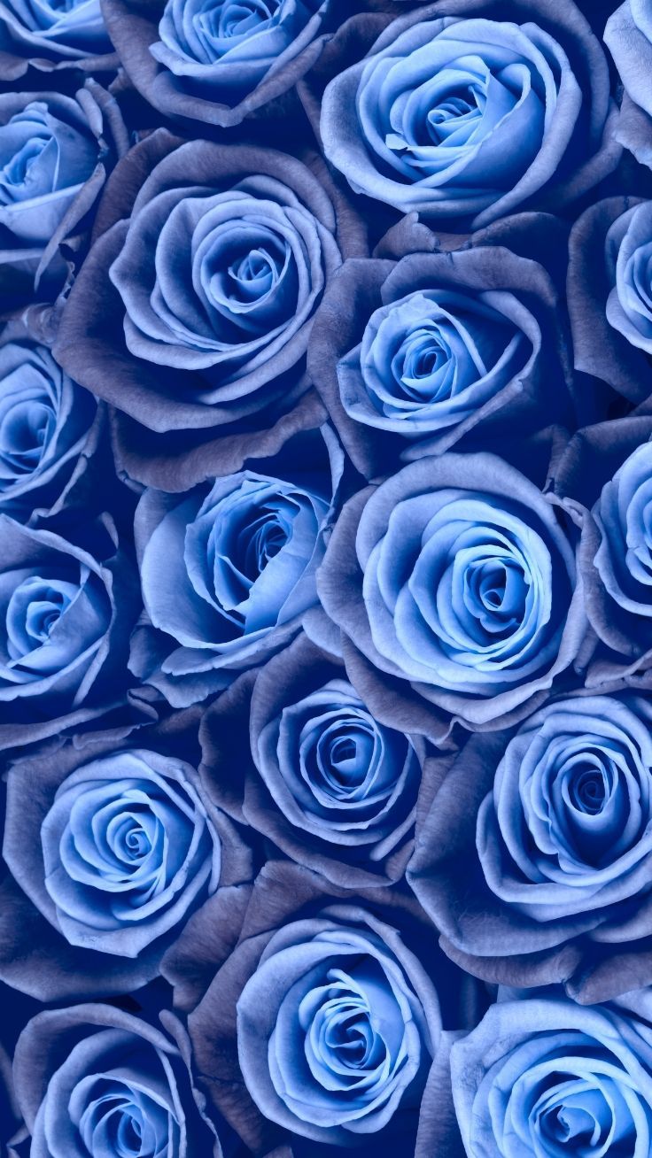 Sapphire love, blue, rose, flower, green, heart HD wallpaper | Pxfuel