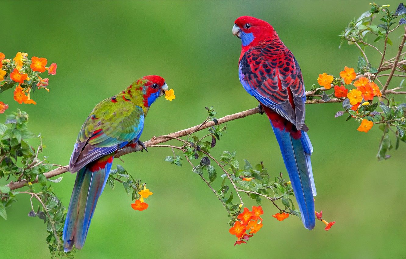 Exotic Bird Flowers Wallpapers on WallpaperDog