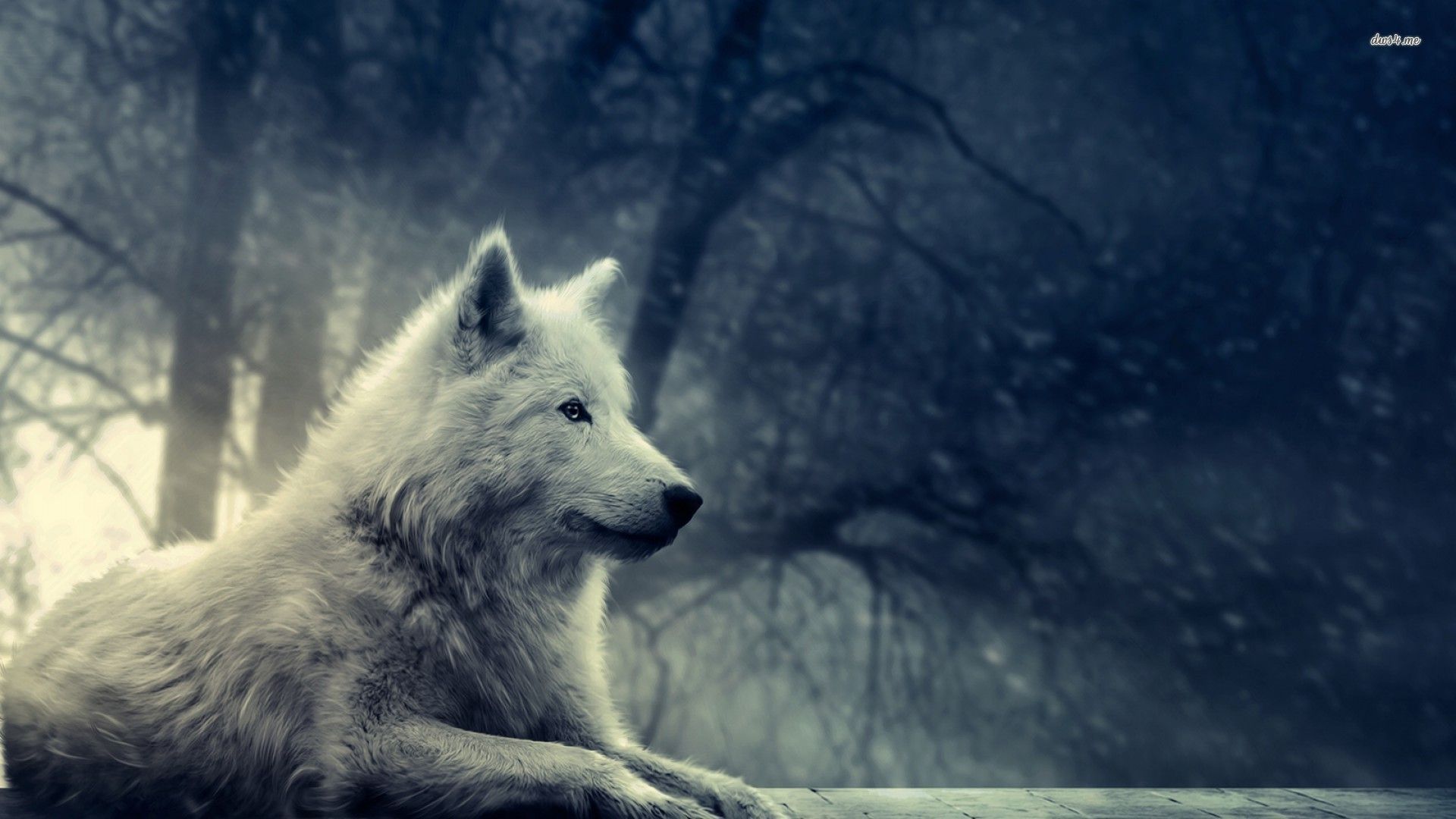 Download Cool Black Wolf Howling With Full Moon Wallpaper  Wallpaperscom