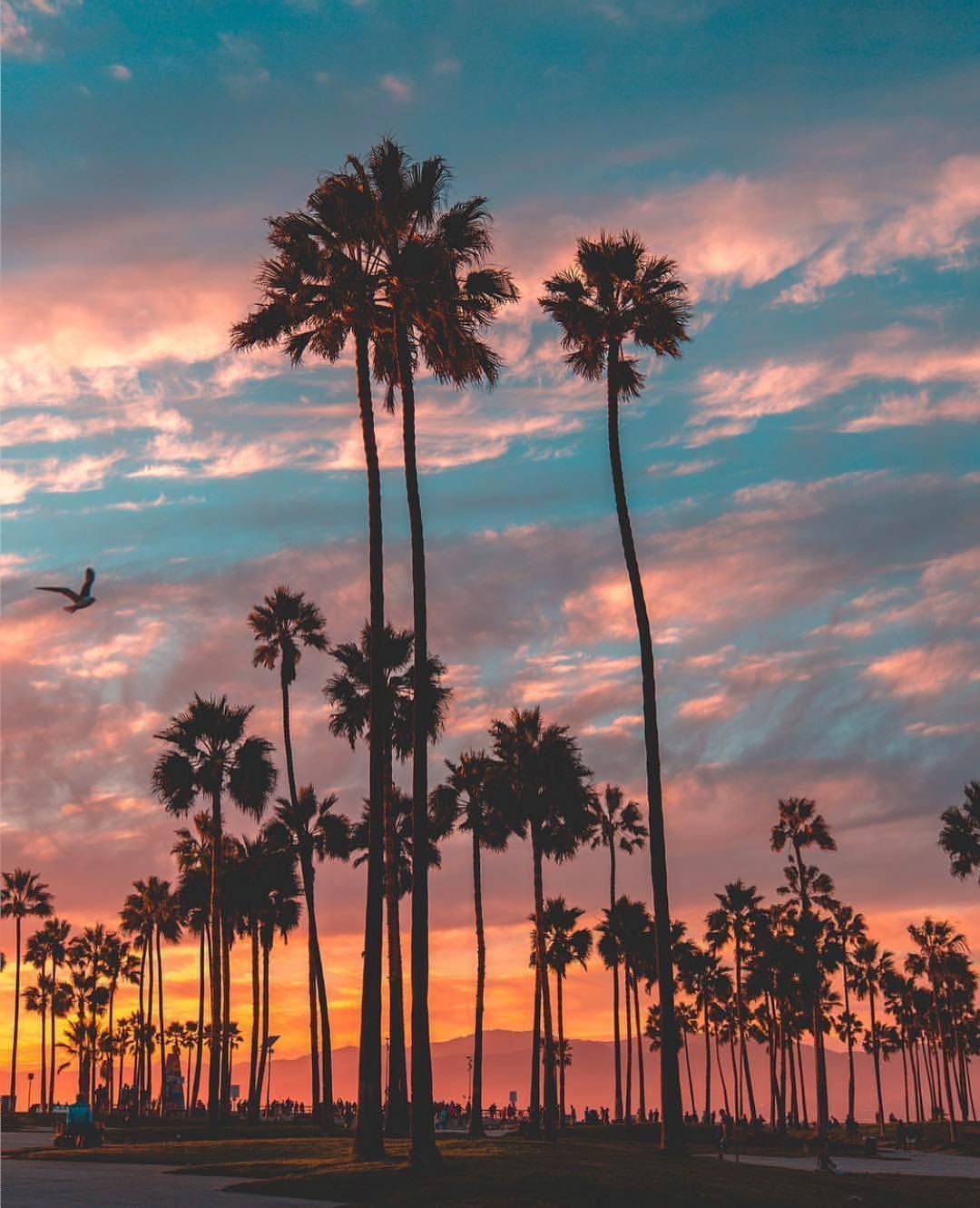 Venice Beach Sunset Wallpapers on WallpaperDog