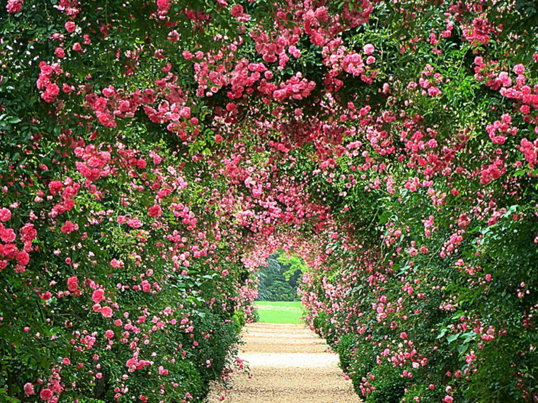 Garden Wallpaper Photos Download The BEST Free Garden Wallpaper Stock  Photos  HD Images