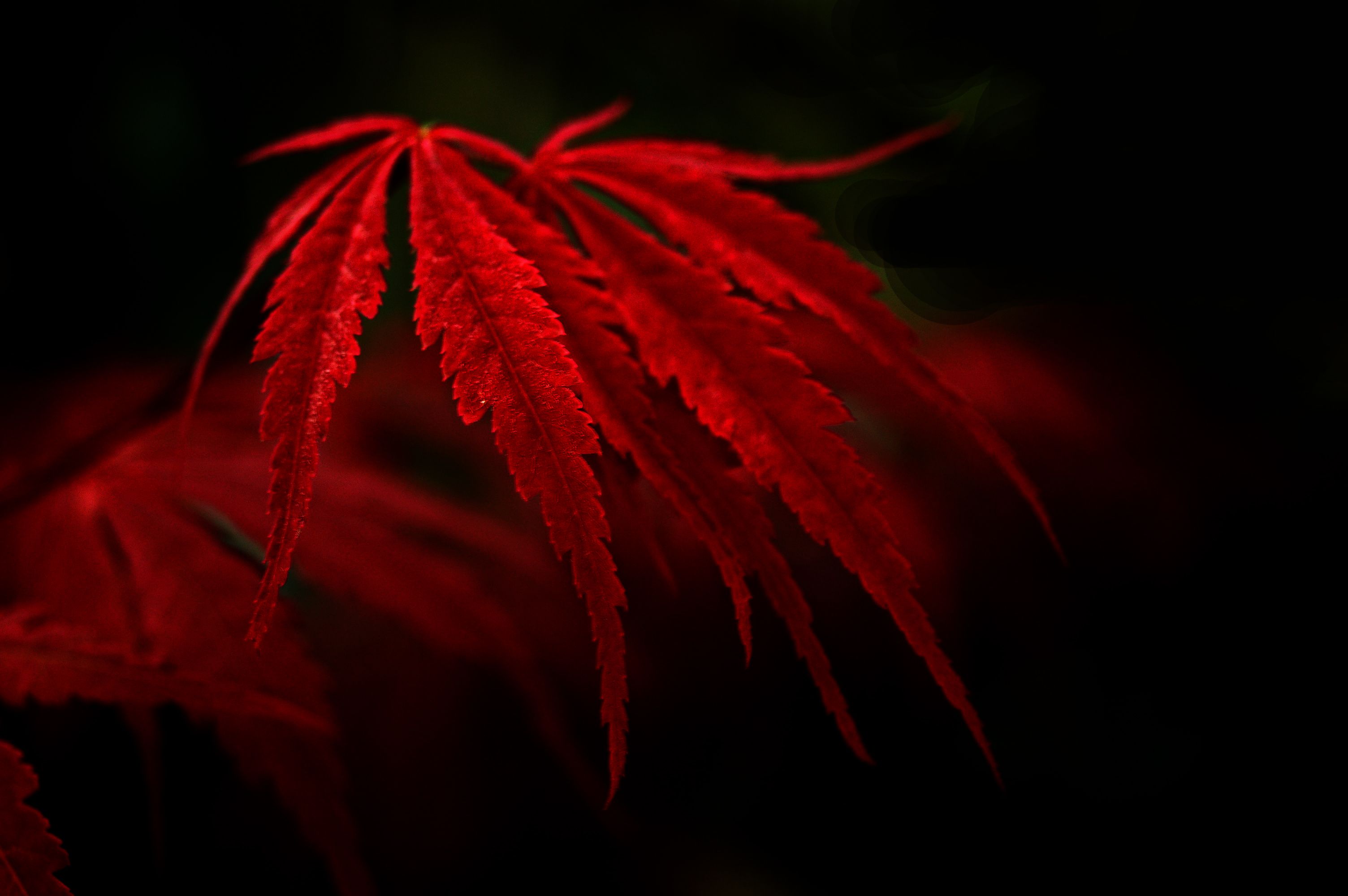 Red Leaves HD Wallpapers on WallpaperDog