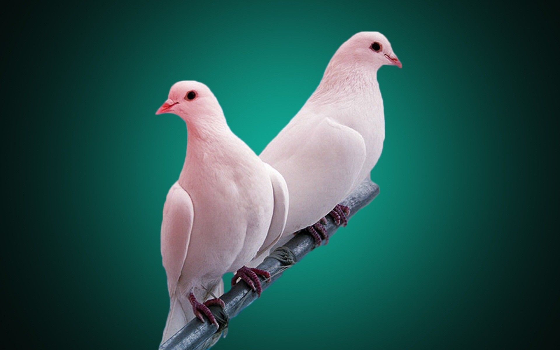 Love Doves Wallpapers on WallpaperDog