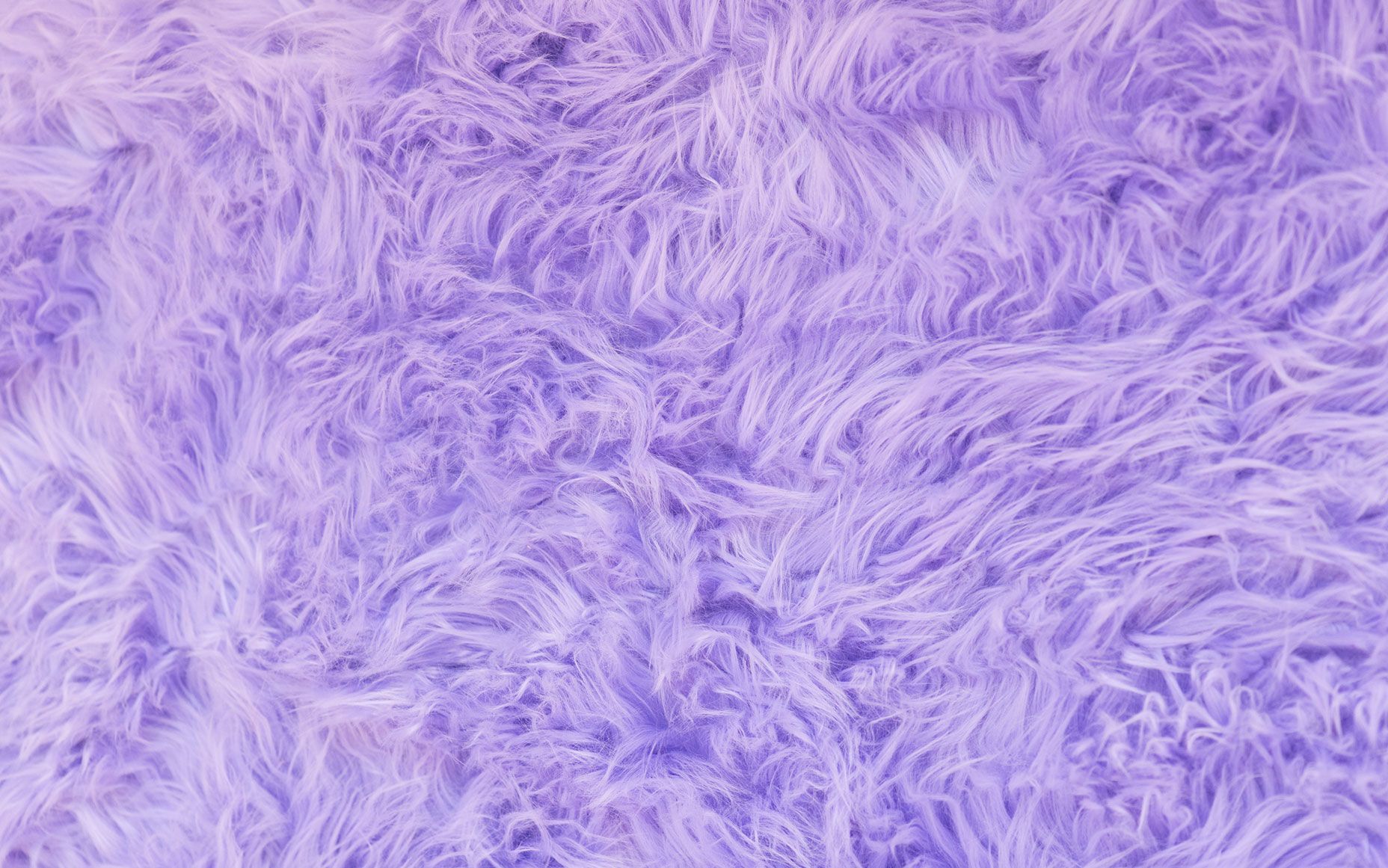 Purple Fur Wallpapers on WallpaperDog