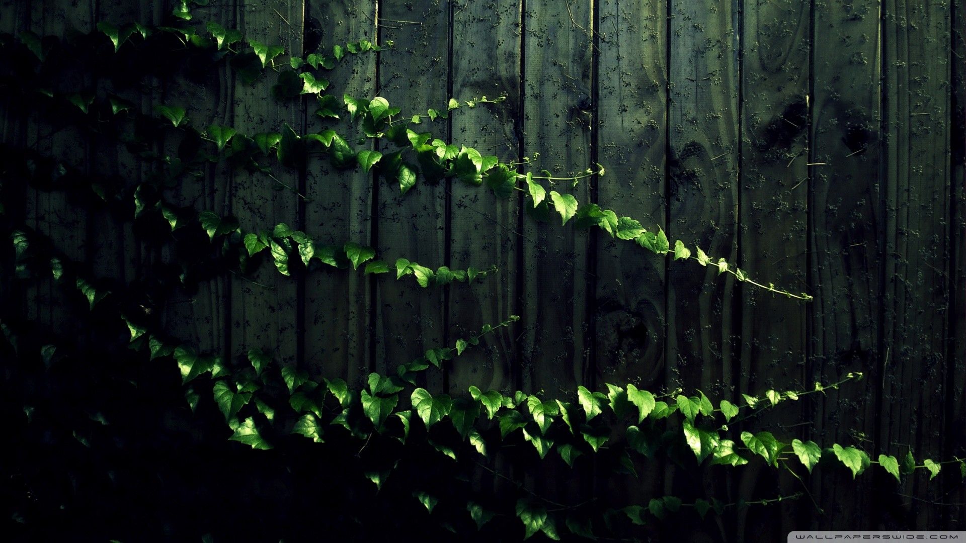 Ivy Abstract Wallpapers On WallpaperDog