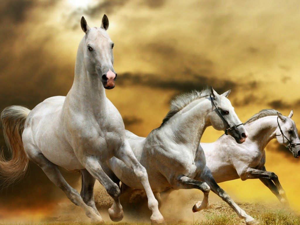 Beautiful Horse Desktop Wallpapers on WallpaperDog