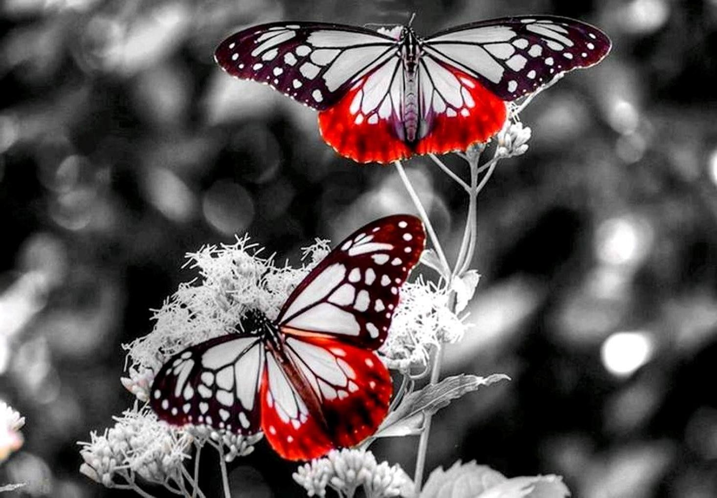 640x1136 Red Butterfly Flowers Japanese desktop PC and Mac wallpaper