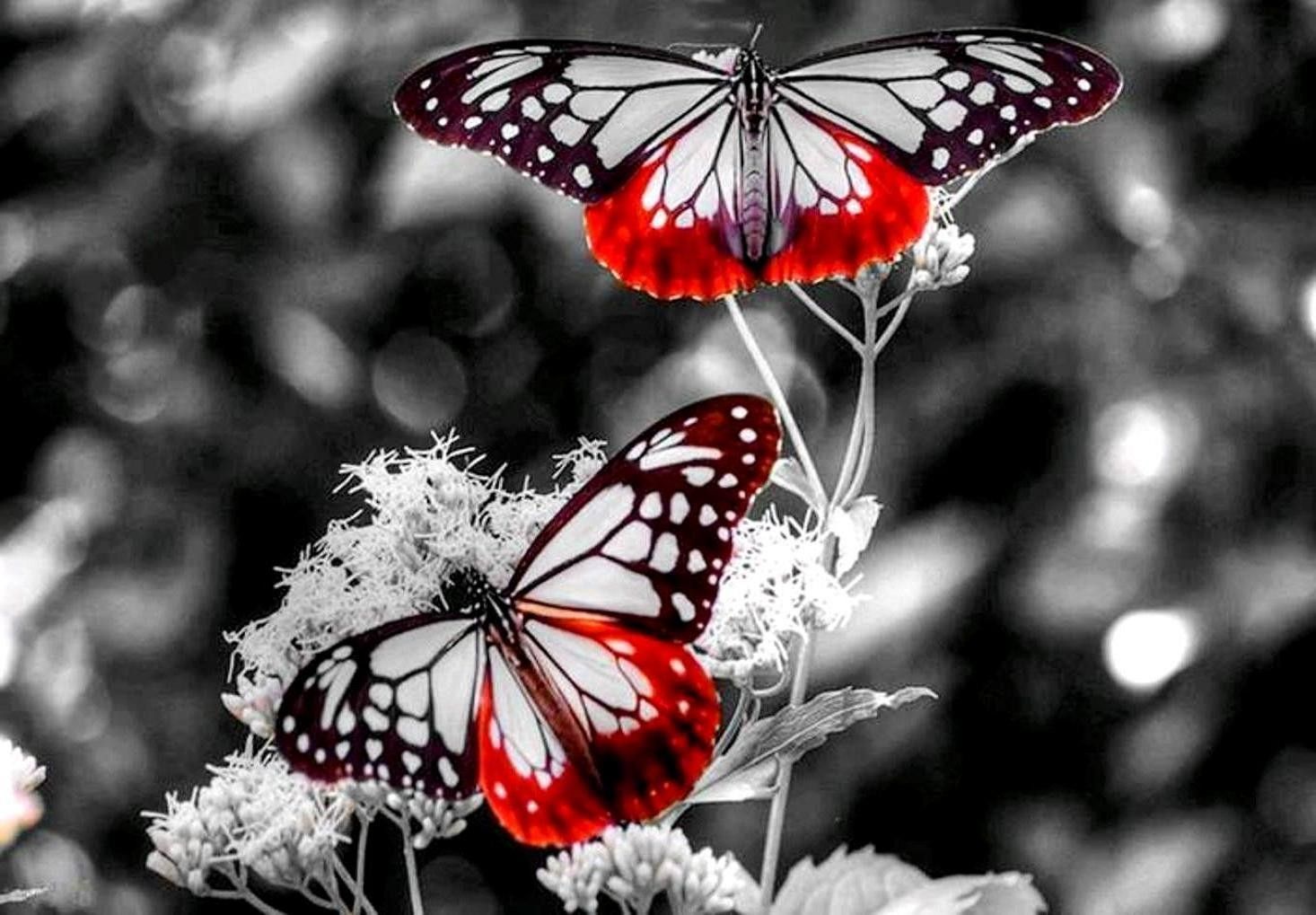 Red And Black Butterfly Wallpapers On WallpaperDog