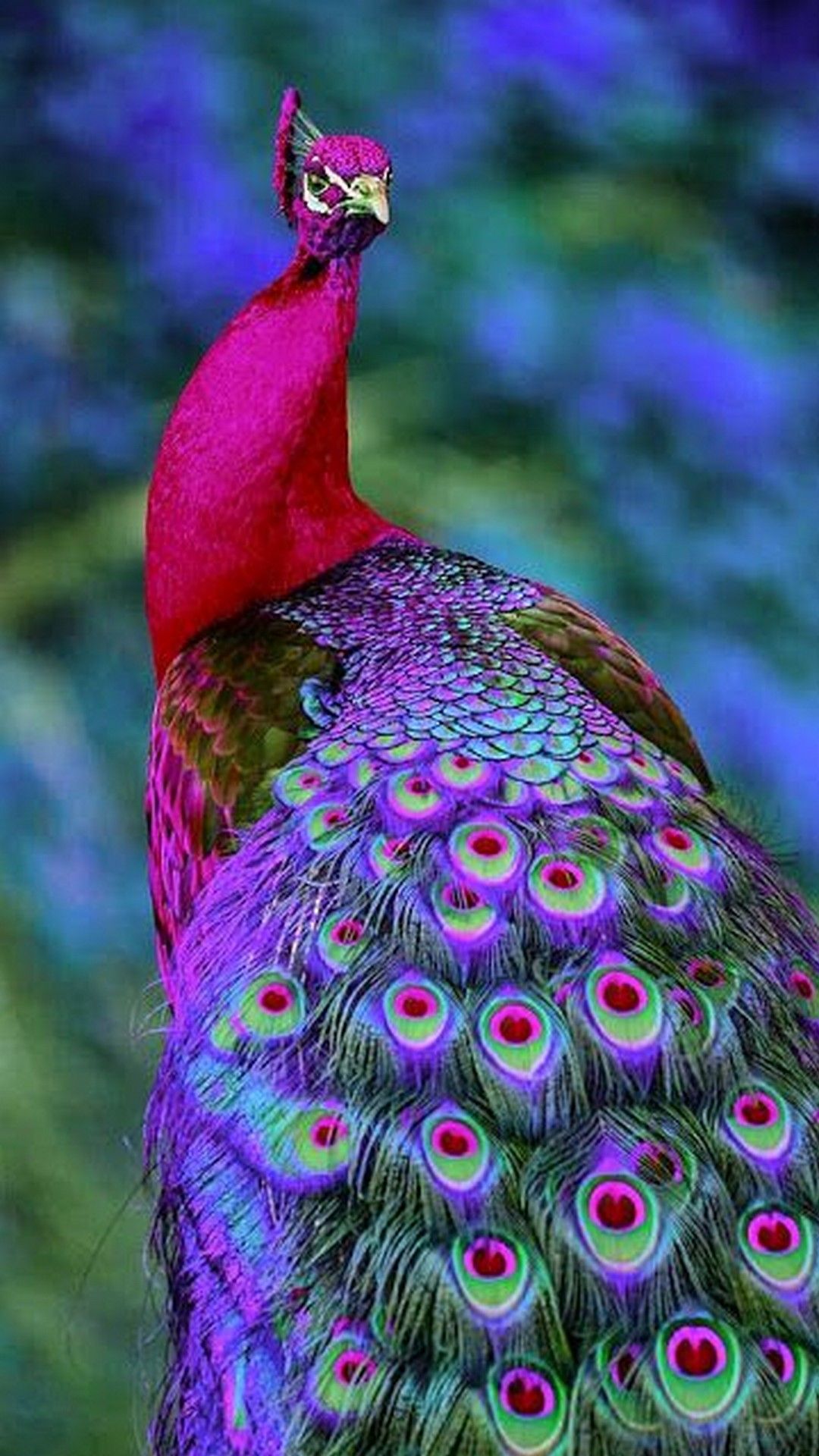 Peacock Wallpapers on WallpaperDog