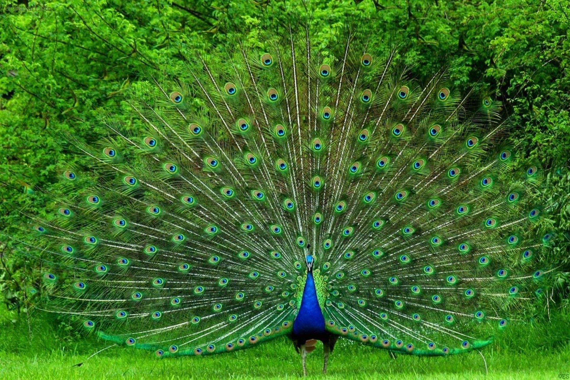 Indian peacock 1080P, 2K, 4K, 5K HD wallpapers free download | Wallpaper  Flare