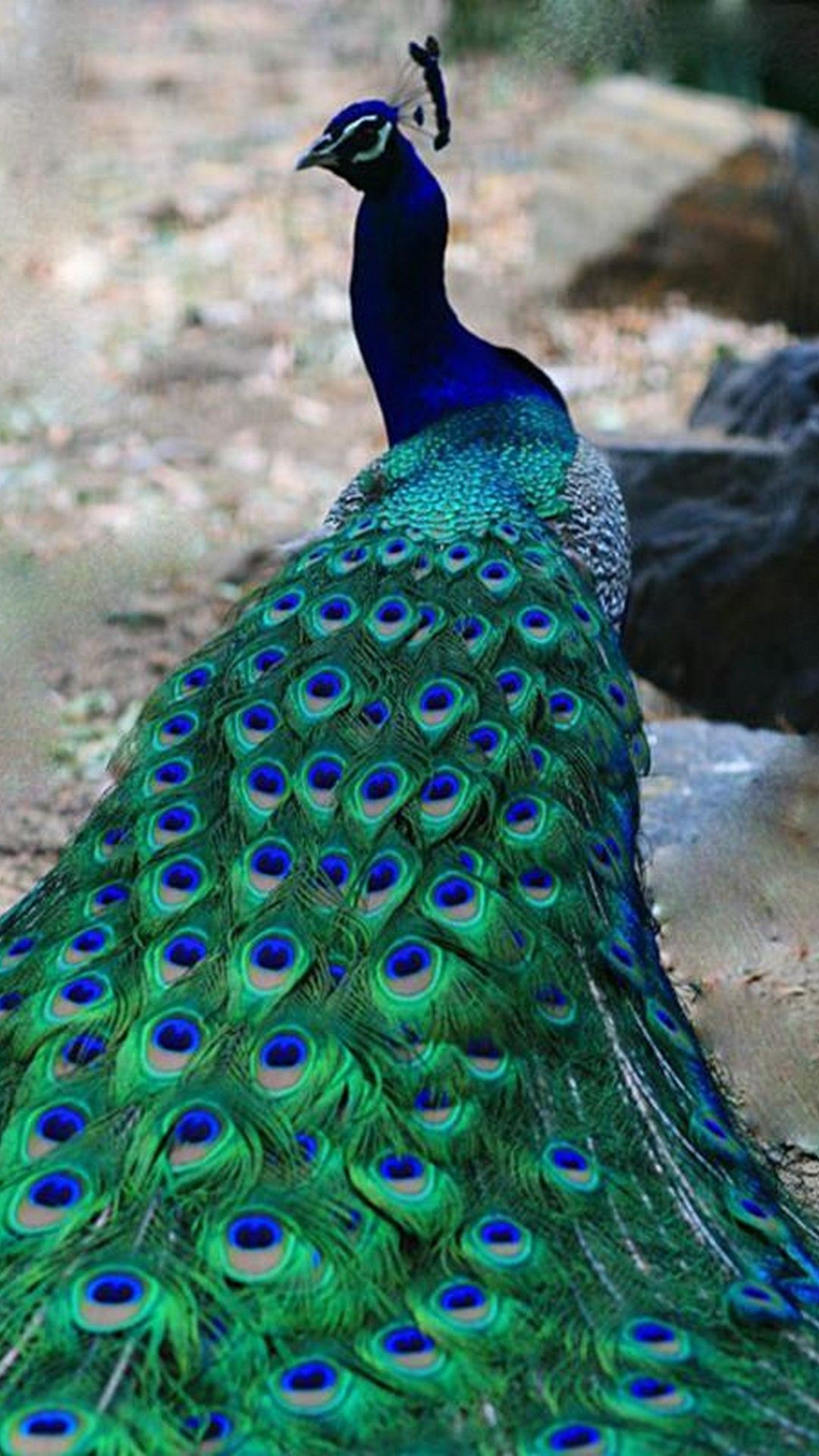 Peacock Wallpapers on WallpaperDog
