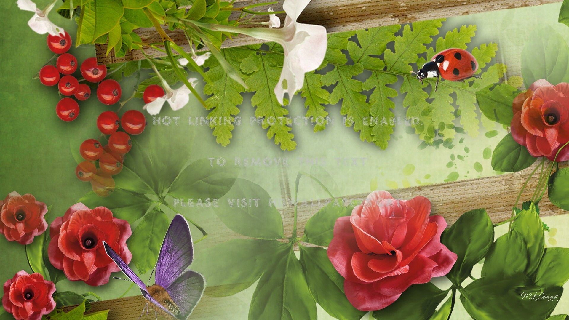 A Ladybug by a Rose HD Wallpapers on WallpaperDog