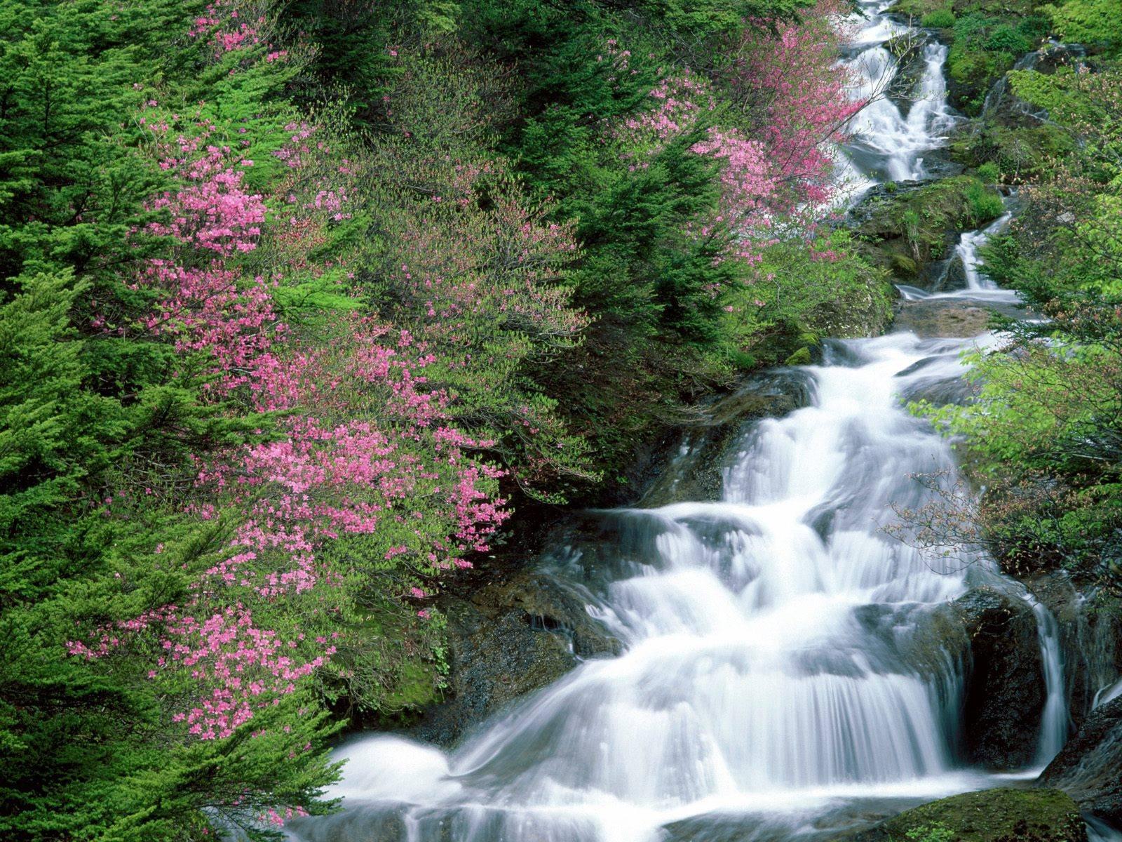Flower Waterfall Trees Wallpapers On Wallpaperdog