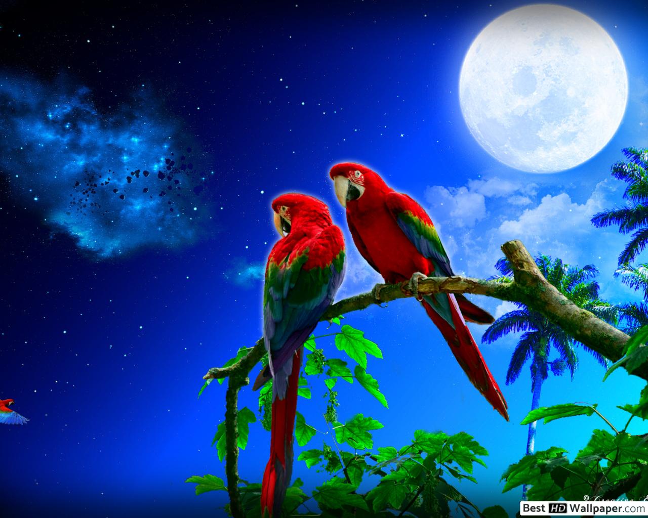 Tropical Night Sky Wallpapers on WallpaperDog