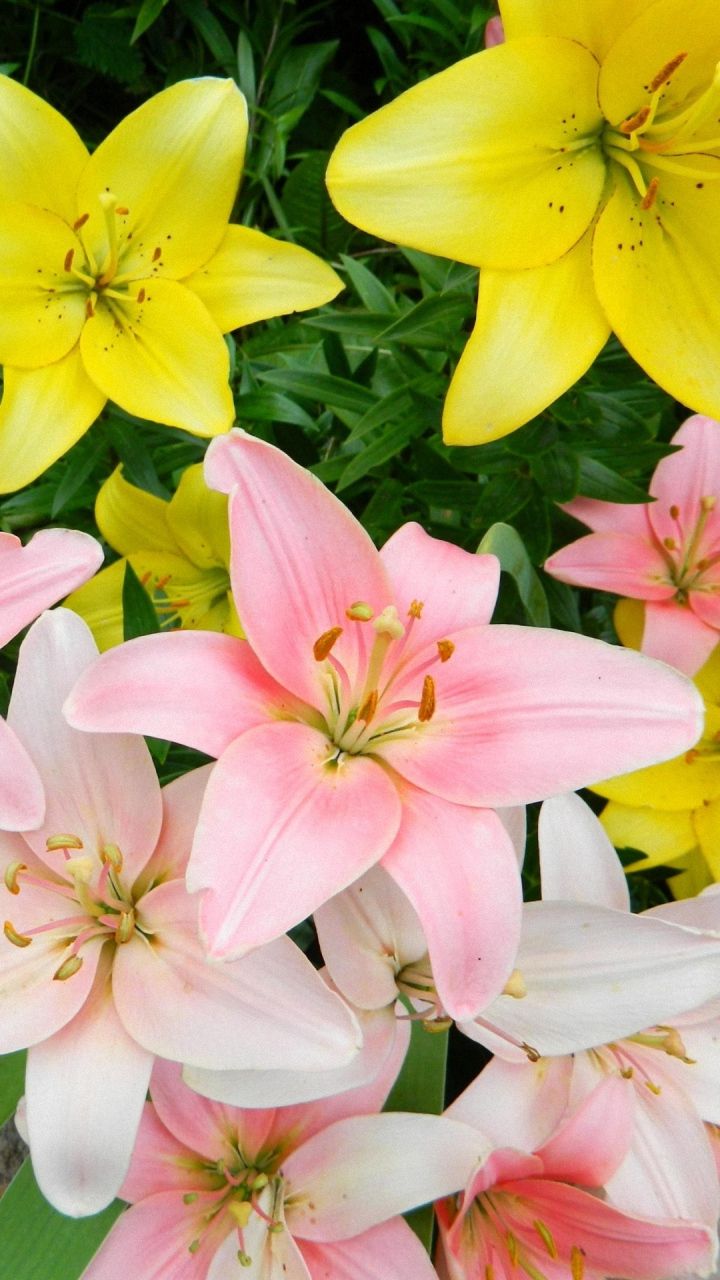 Lily Flower Images, HD Pictures For Free Vectors Download - Lovepik.com