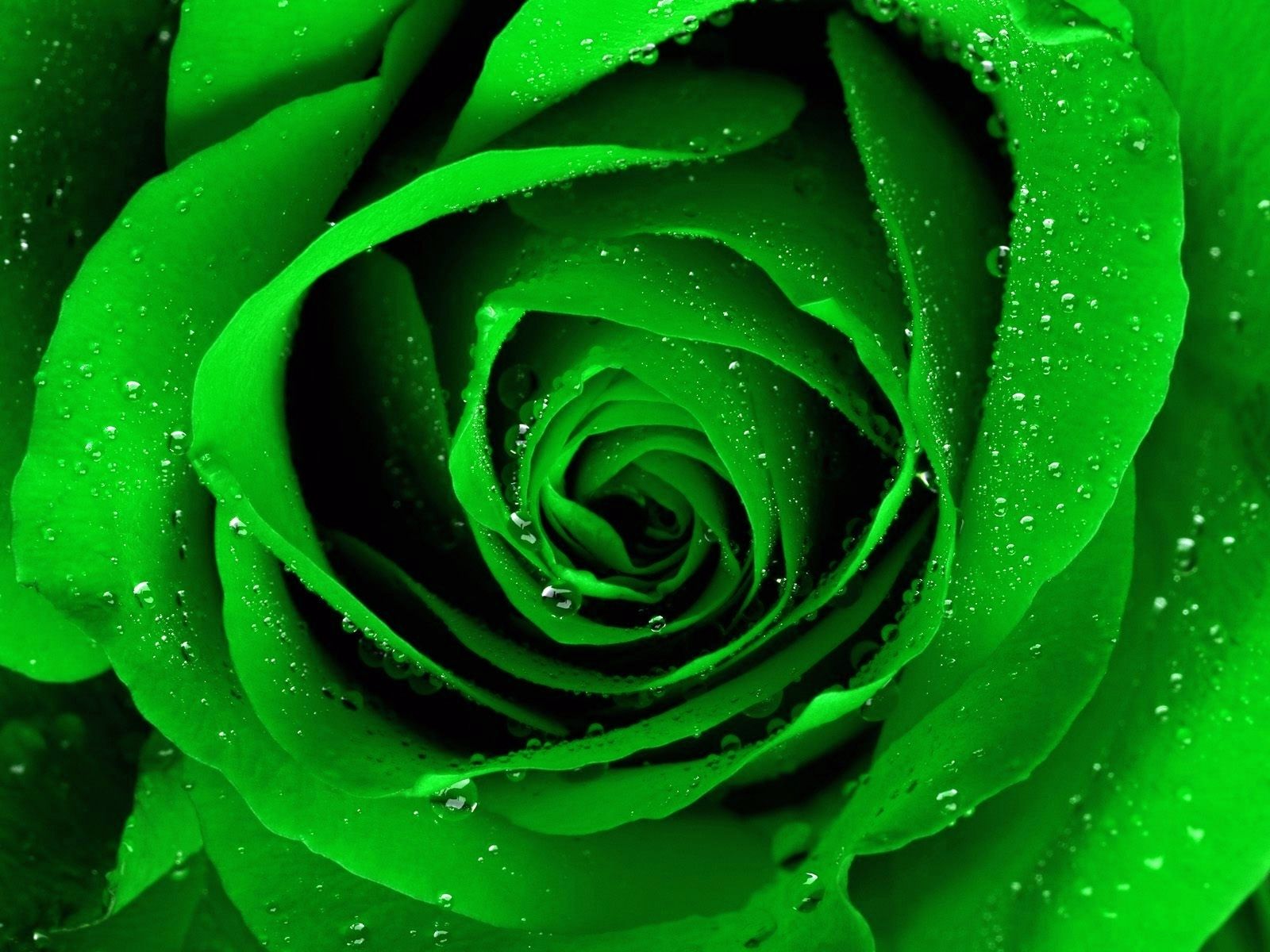 Green Flowers Desktop Wallpapers on WallpaperDog