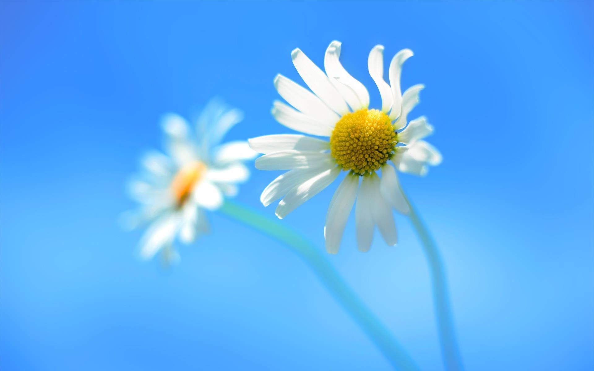 Windows 11 Flower Background