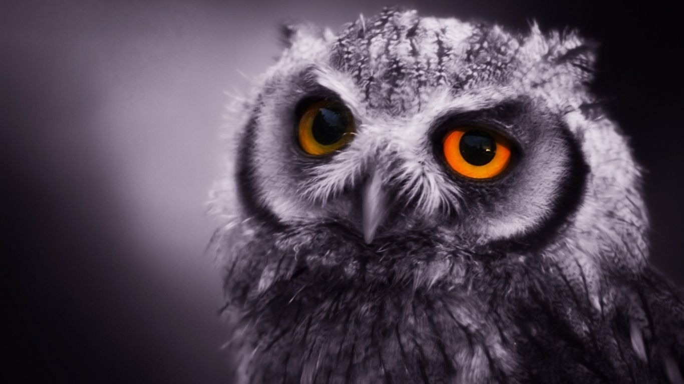 Night Owl Wallpapers on WallpaperDog