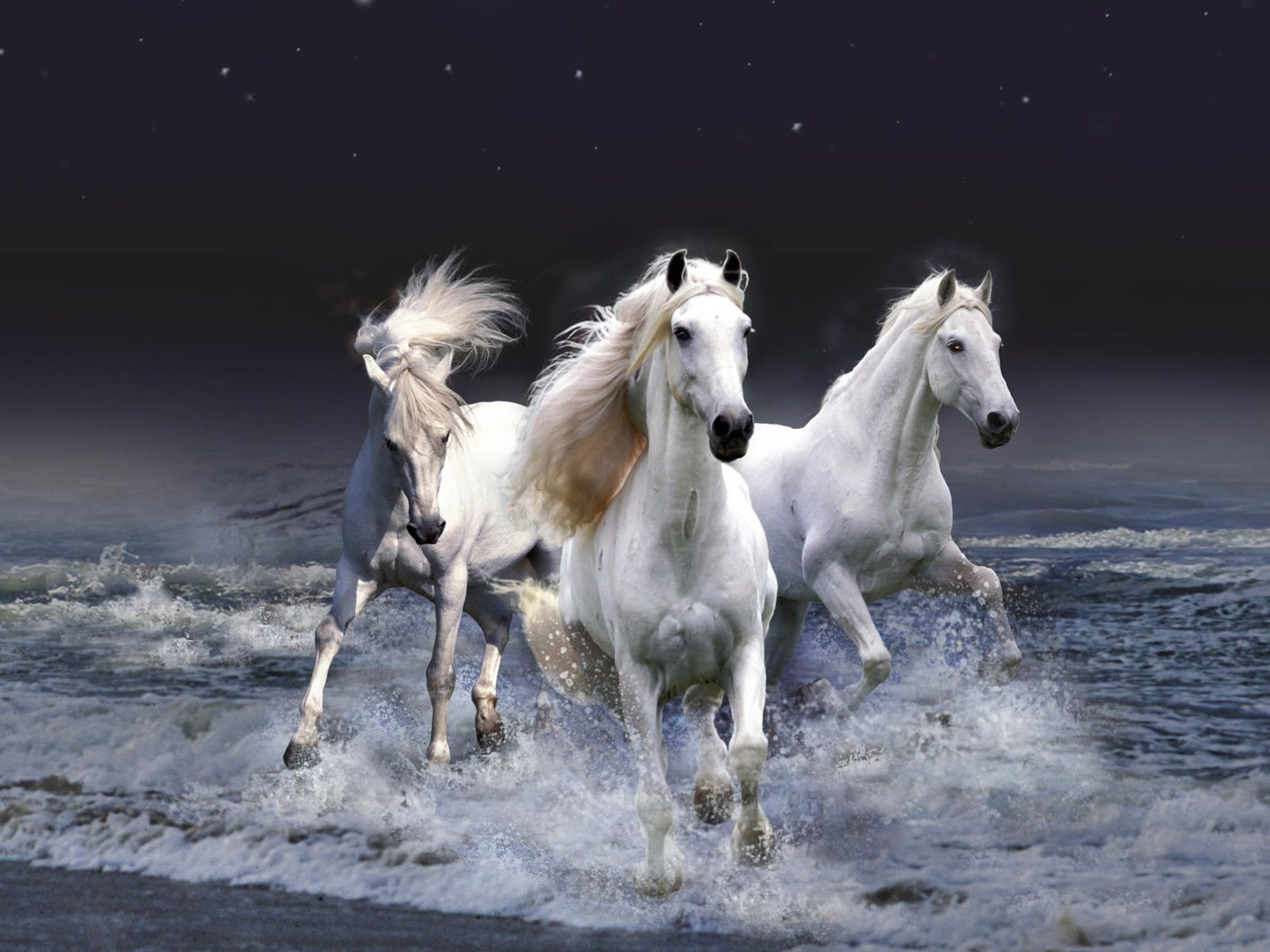 10 horse HD wallpapers | Desktop backgrounds, 5K, 4K, UHD