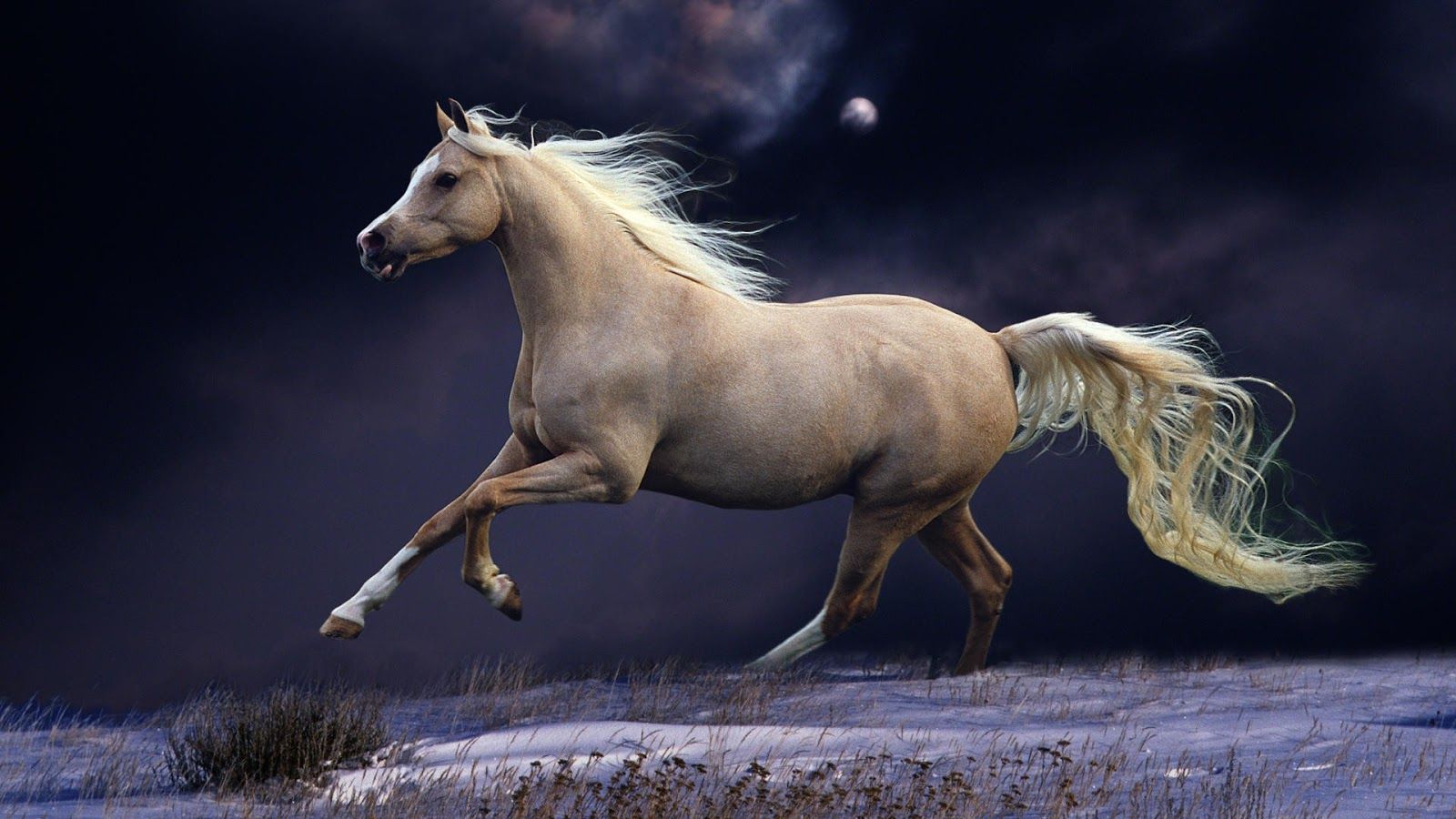 Background Horse Wallpaper Discover more Aesthetic, Cute, Domesticated,  Hoofed, Horse wallpaper. https://www.enwallpaper.com… | Horse wallpaper,  Horses, Free horses