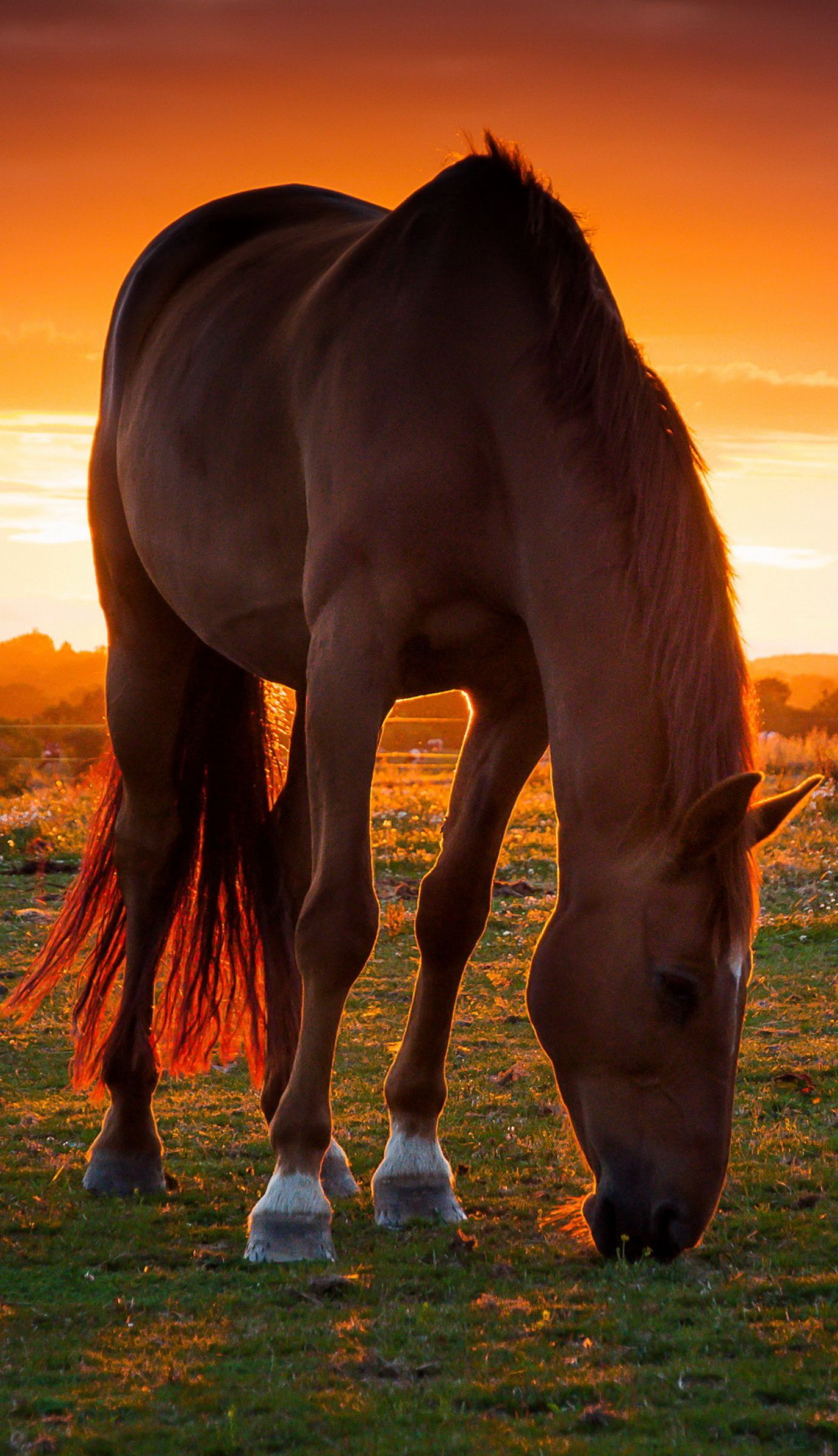 Top 999+ Beautiful Horses Wallpaper Full HD, 4K✓Free to Use