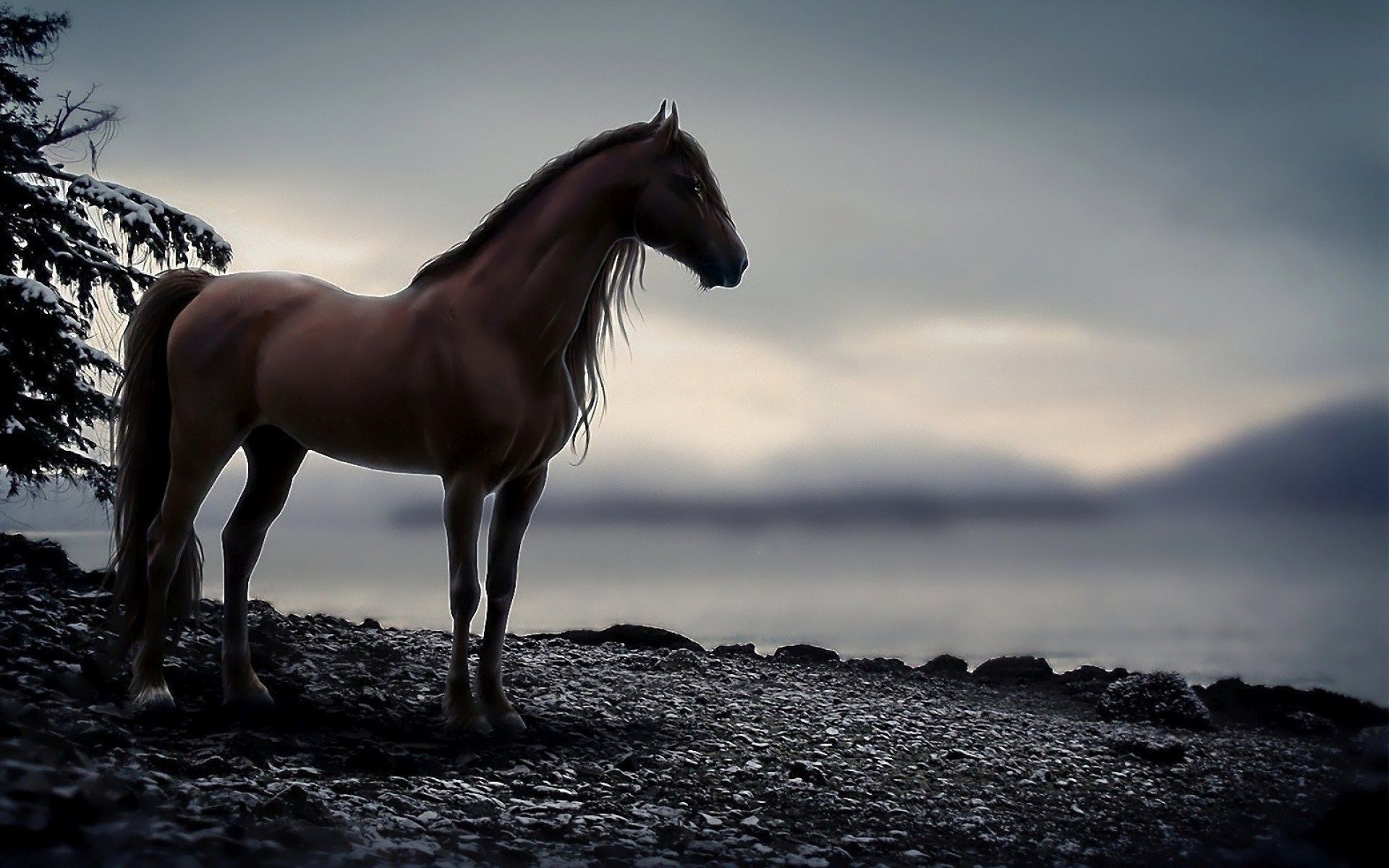 Two beautiful horse Wallpapers Download | MobCup