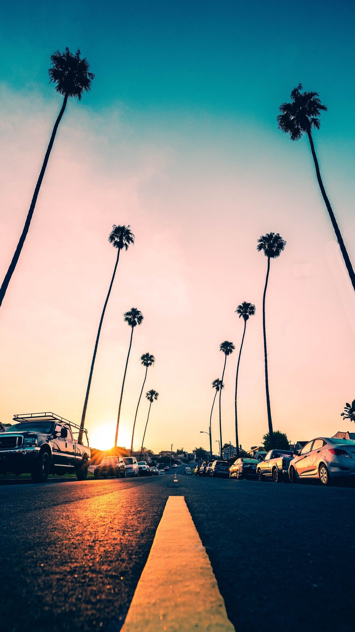palm trees hollywood wallpaper