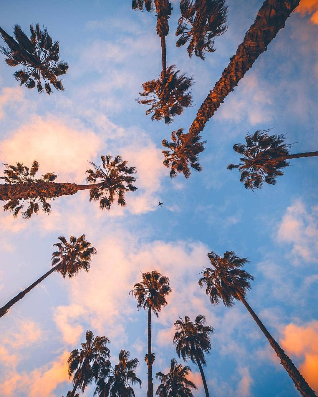  Sunset Palm Tree iPhone Wallpaper Background HD  CBEditz