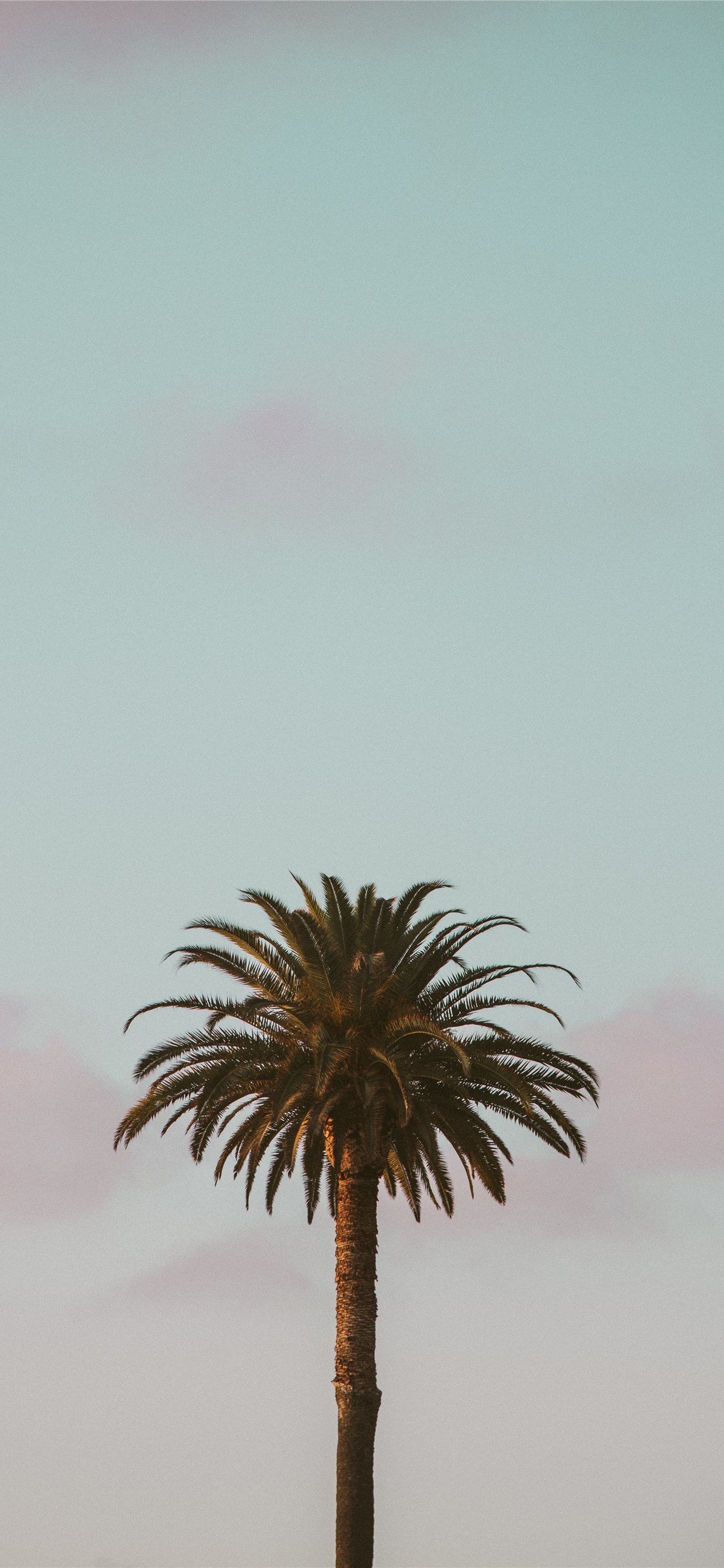 California Palm Trees iPhone Wallpapers on WallpaperDog