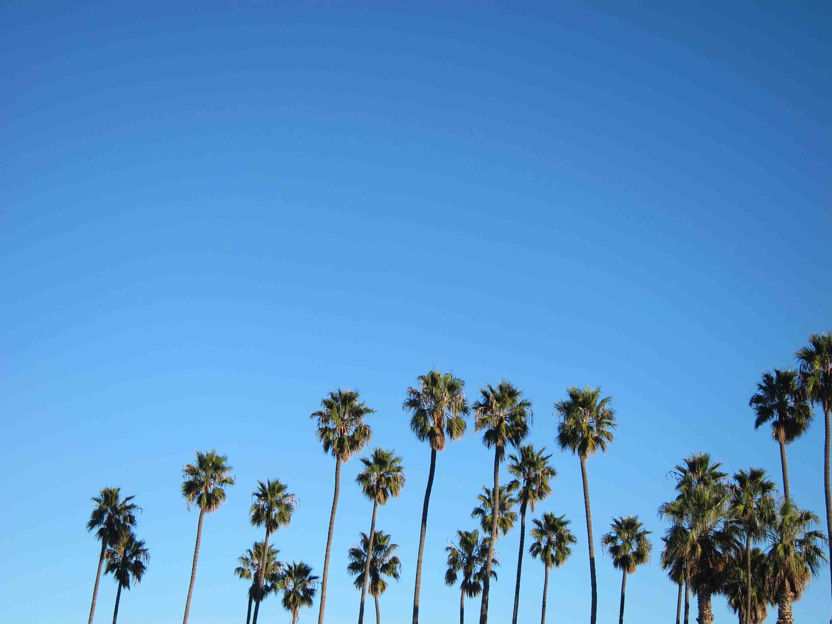 California Palm Trees iPhone Wallpapers.