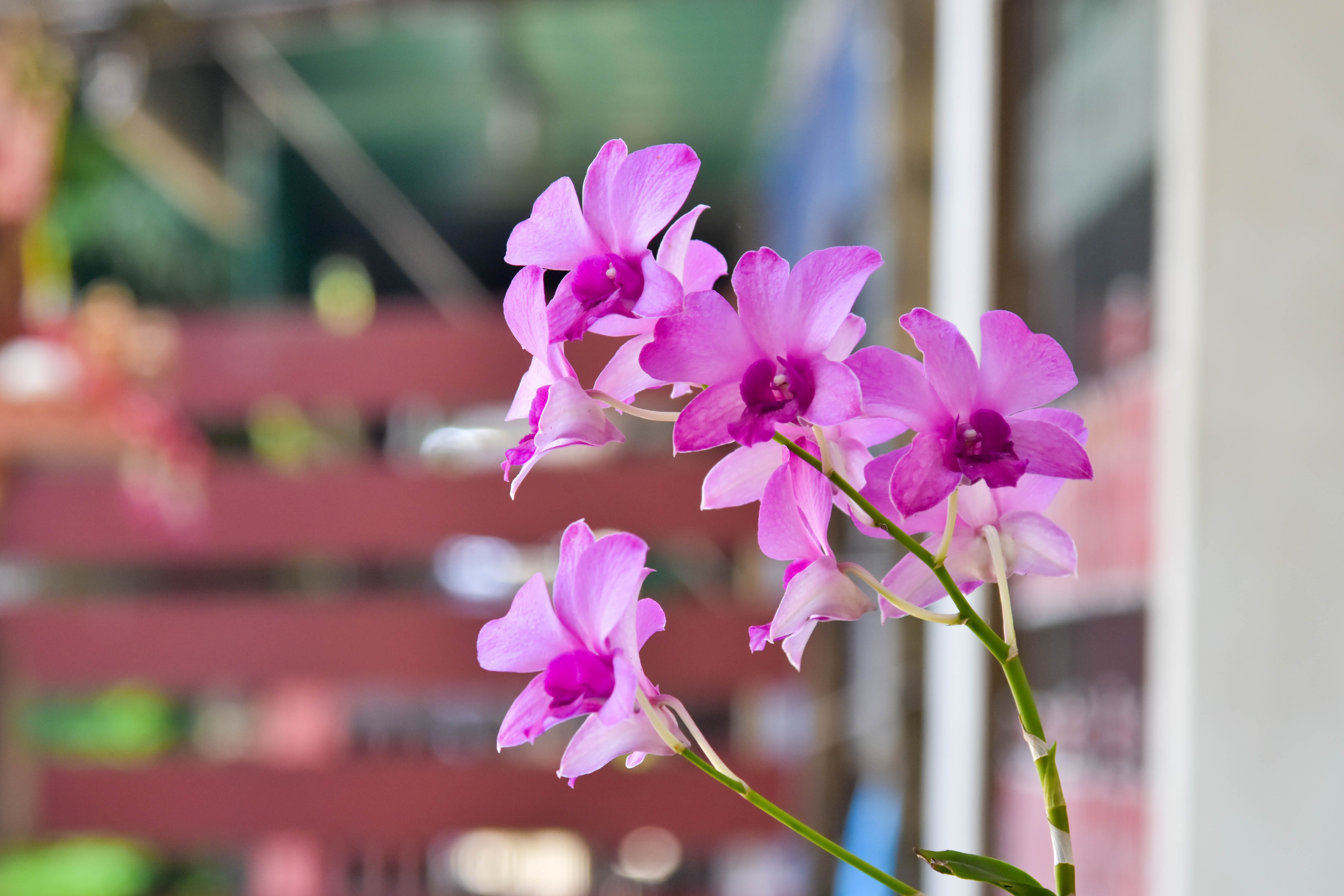 Pink Orchid Flower Wallpapers on WallpaperDog