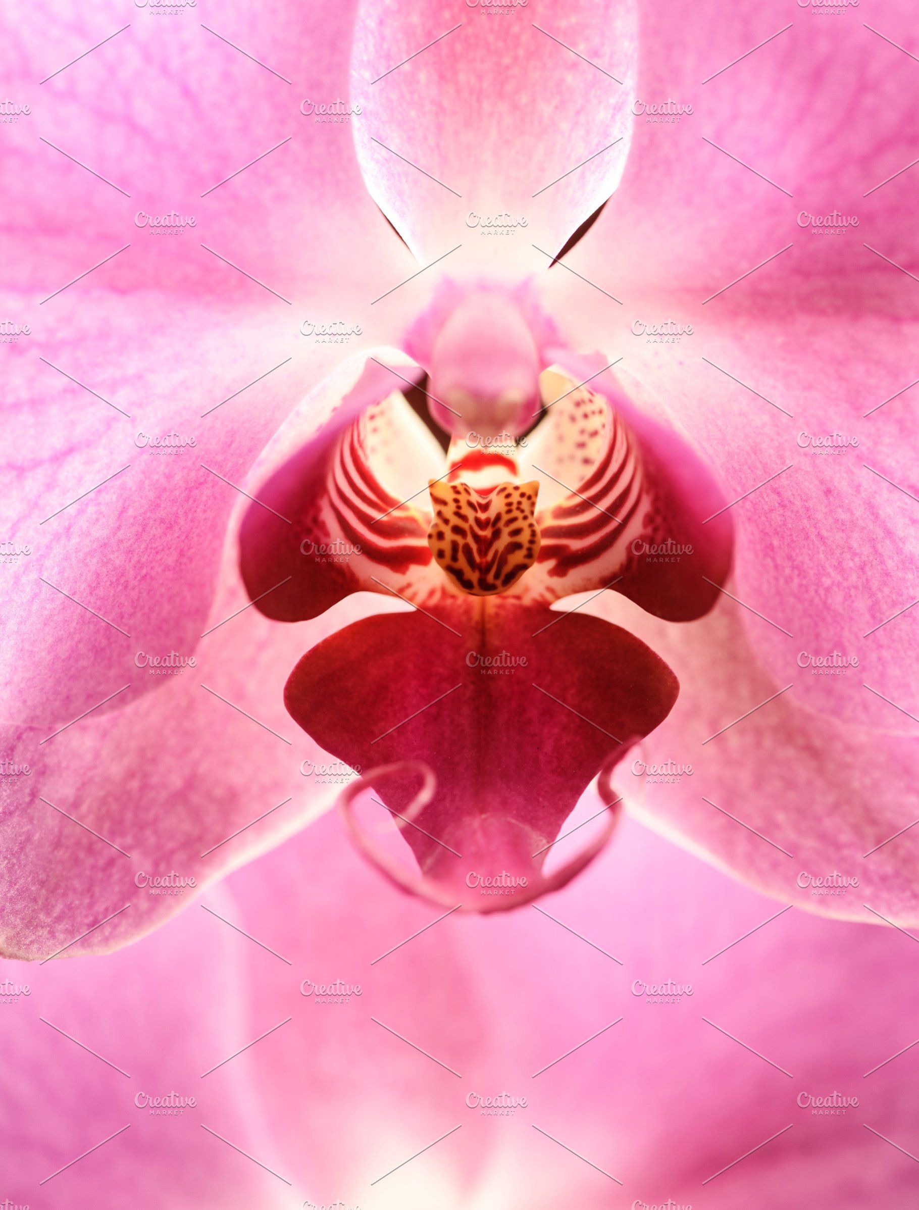 Pink Orchid Flower Wallpapers on WallpaperDog