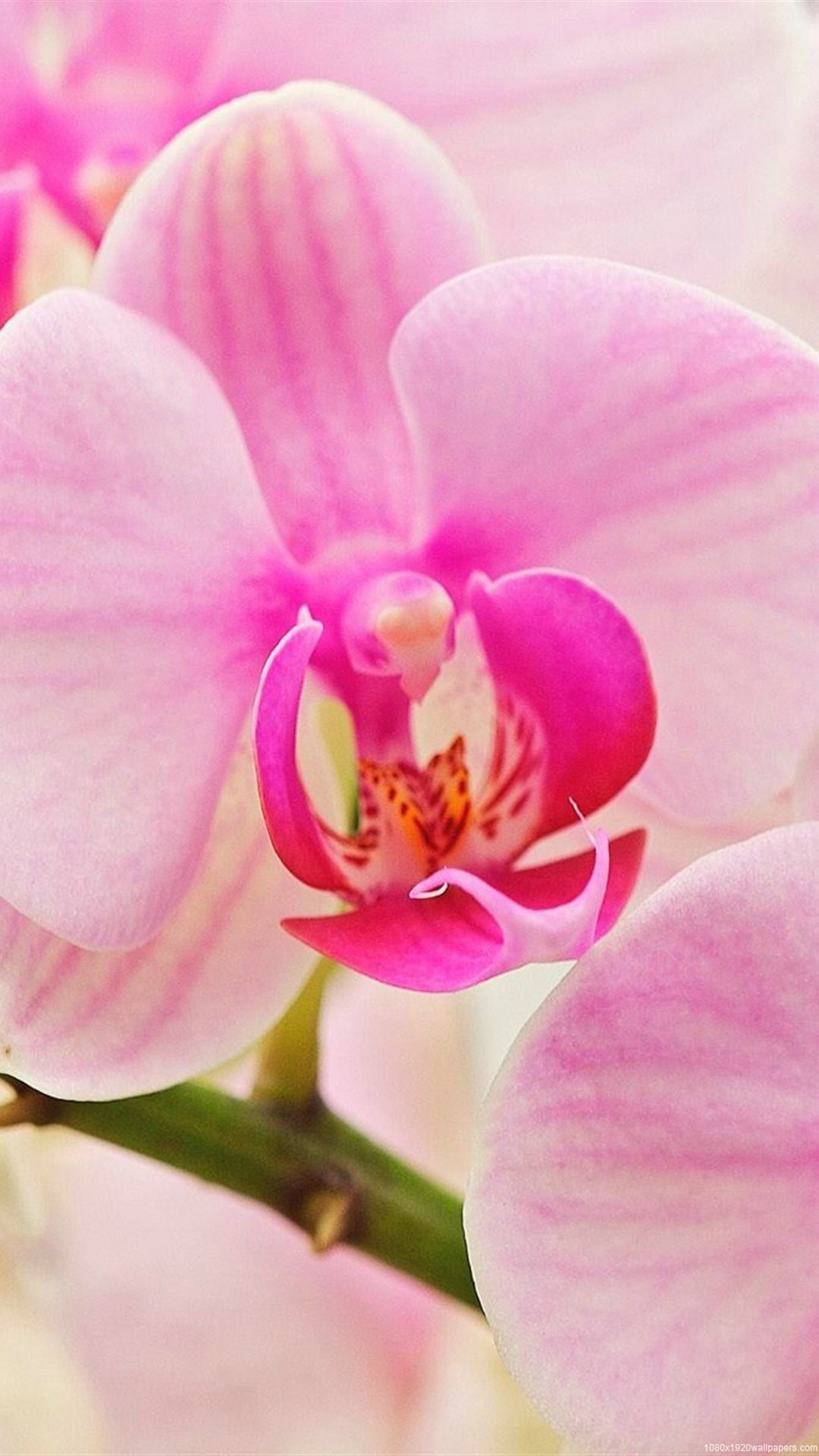 Pink Orchid Flower Wallpapers on WallpaperDog