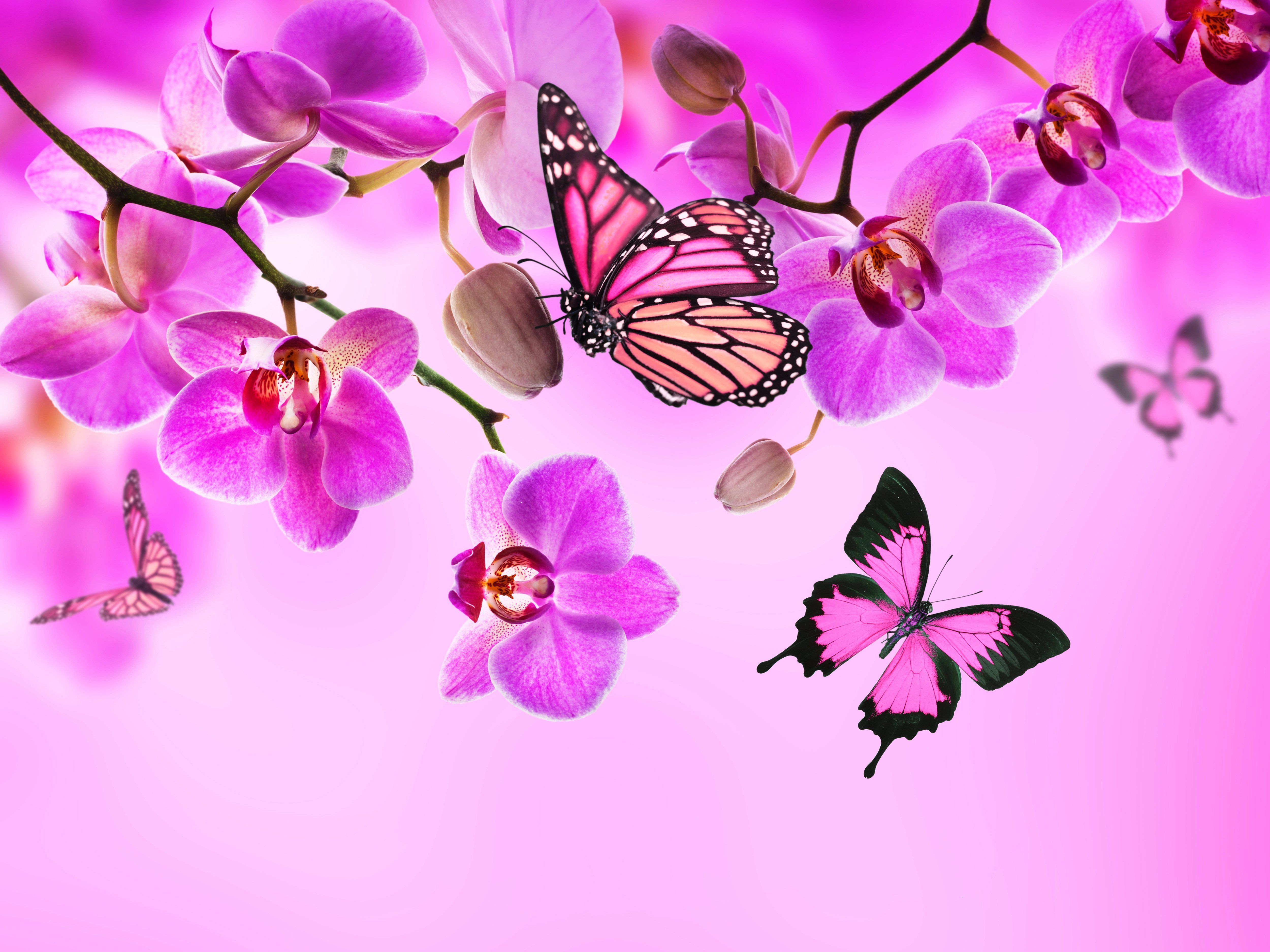 Pink Orchid Flower Wallpapers on WallpaperDog