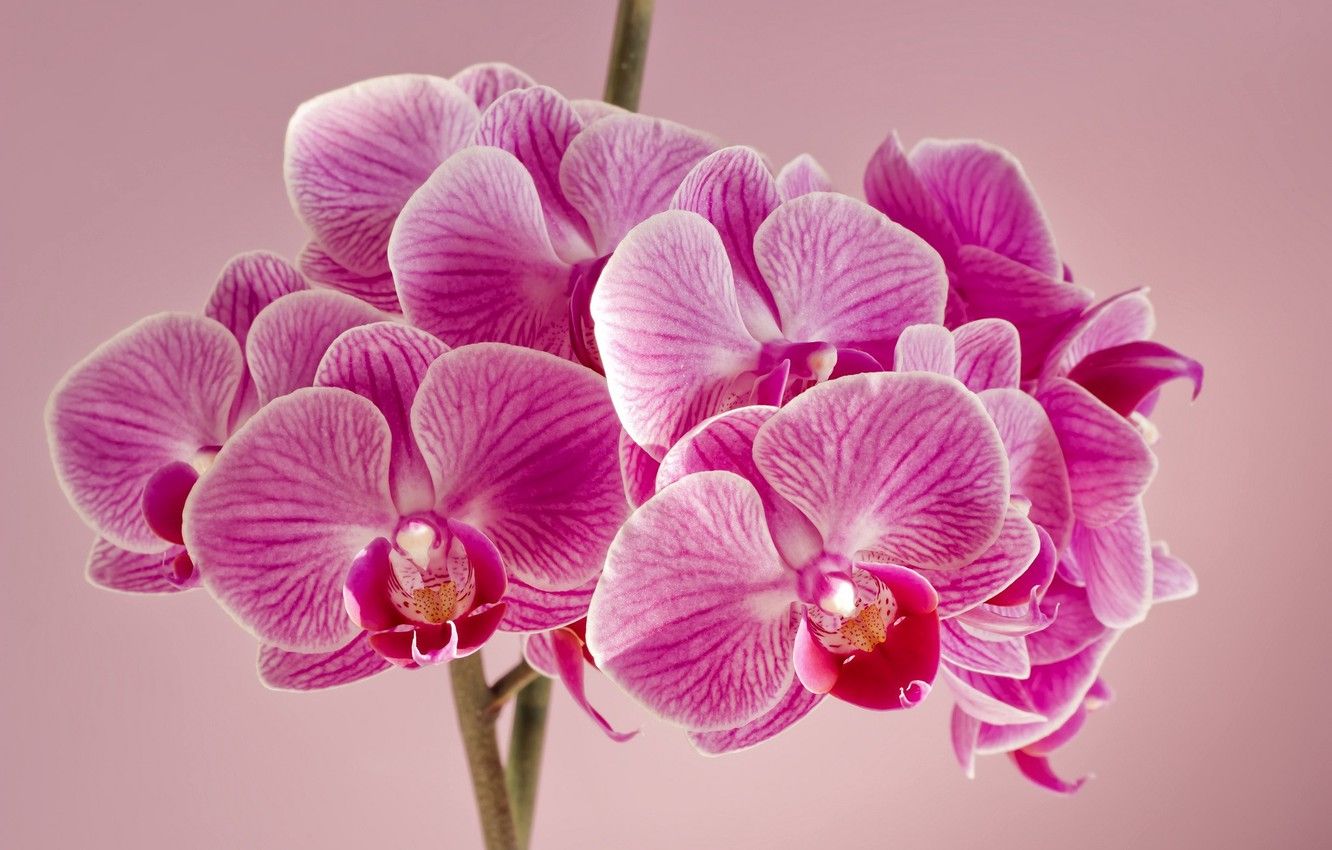 Pink Orchid Flower Wallpapers on WallpaperDog