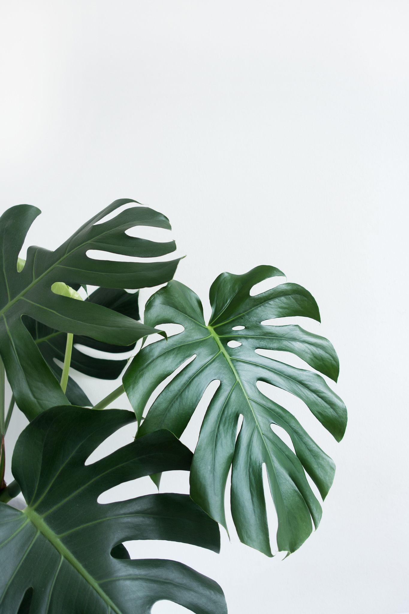 plants dark minimalist wallpaper