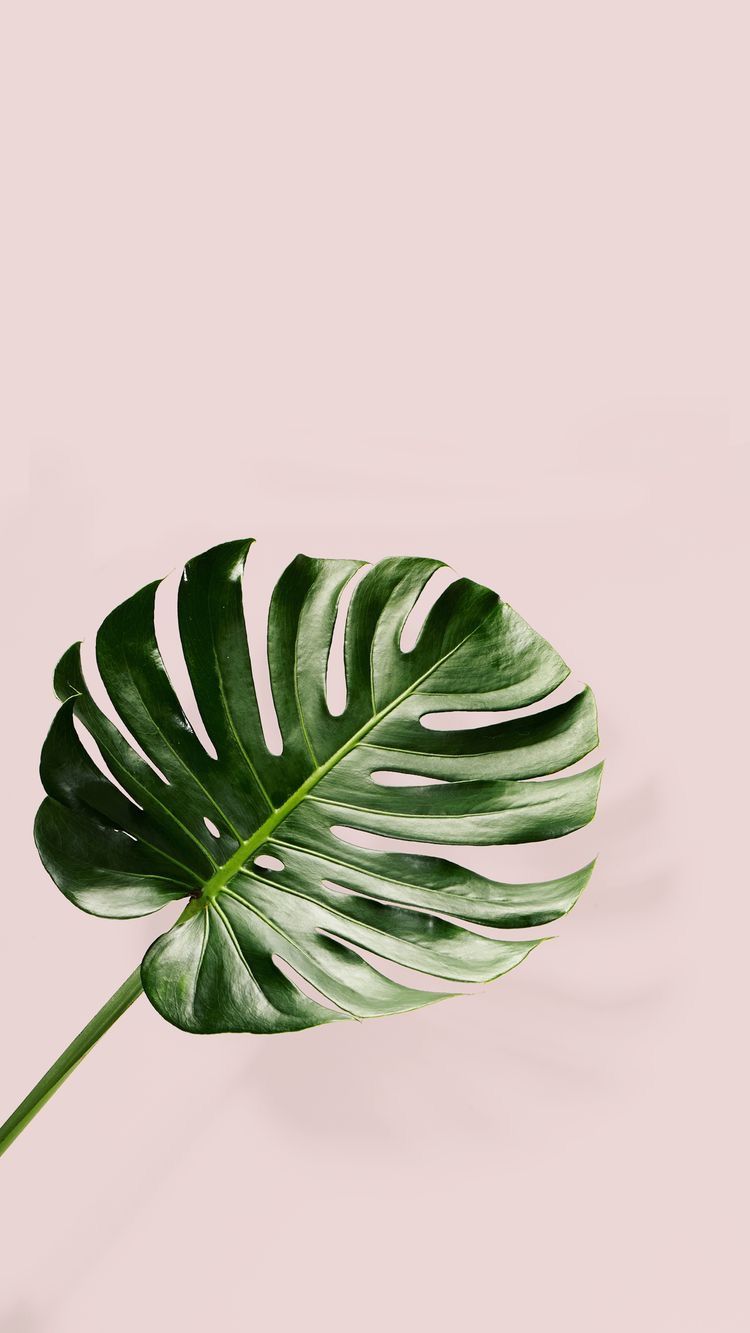 plants dark minimalist wallpaper