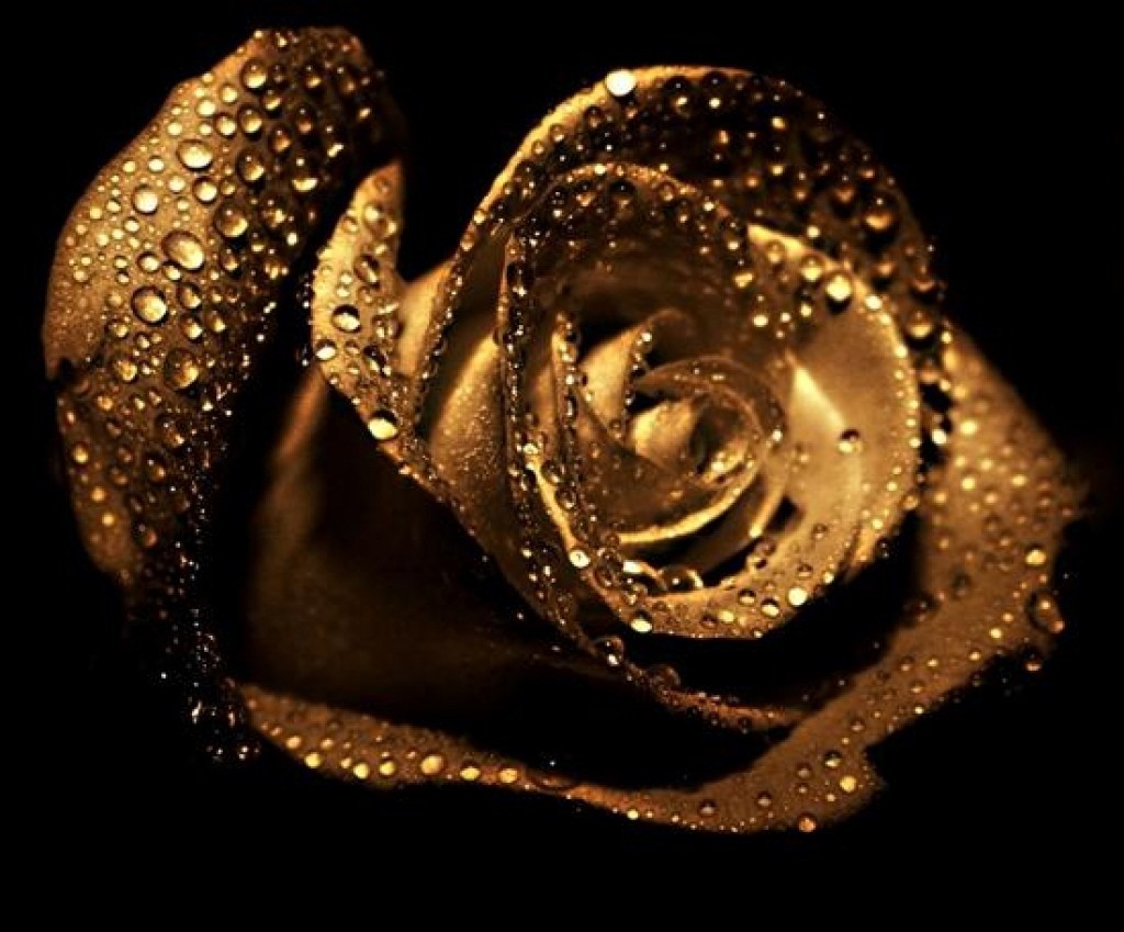 Golden Rose Images  Browse 3152 Stock Photos Vectors and Video  Adobe  Stock