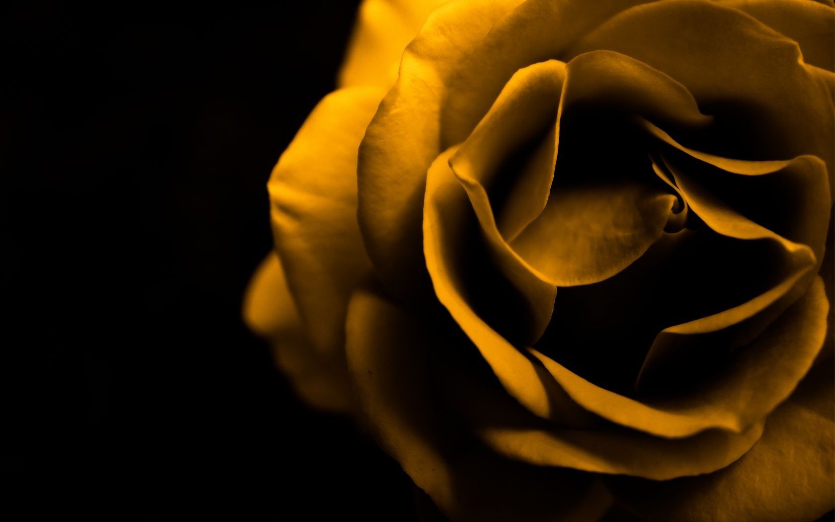 Golden Rose 3d Images Browse 12114 Stock Photos  Vectors Free Download  with Trial  Shutterstock