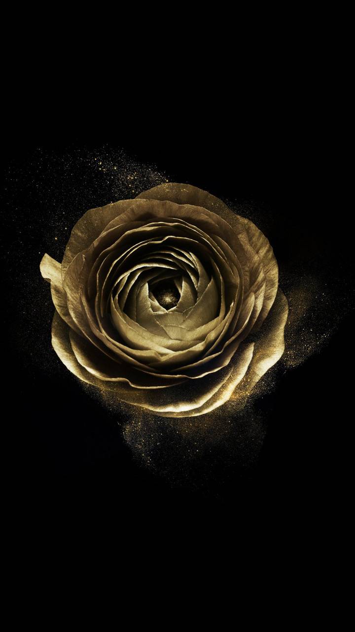 Hoa Hồng Vàng (Golden Rose): Chào mừng đến với thế giới của hoa hồng vàng - những khoảnh khắc tuyệt đẹp được ghi lại trong ảnh. Trải nghiệm màu sắc và hình dáng tuyệt vời của hoa hồng vàng, bạn sẽ không bao giờ muốn rời khỏi trang web này.