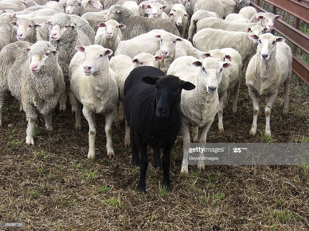 albino black sheep