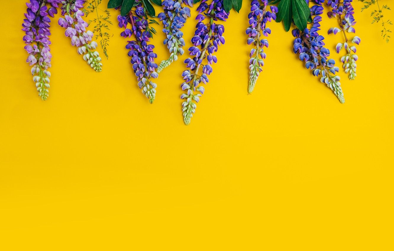 Purple Yellow Flowers Wallpapers on WallpaperDog